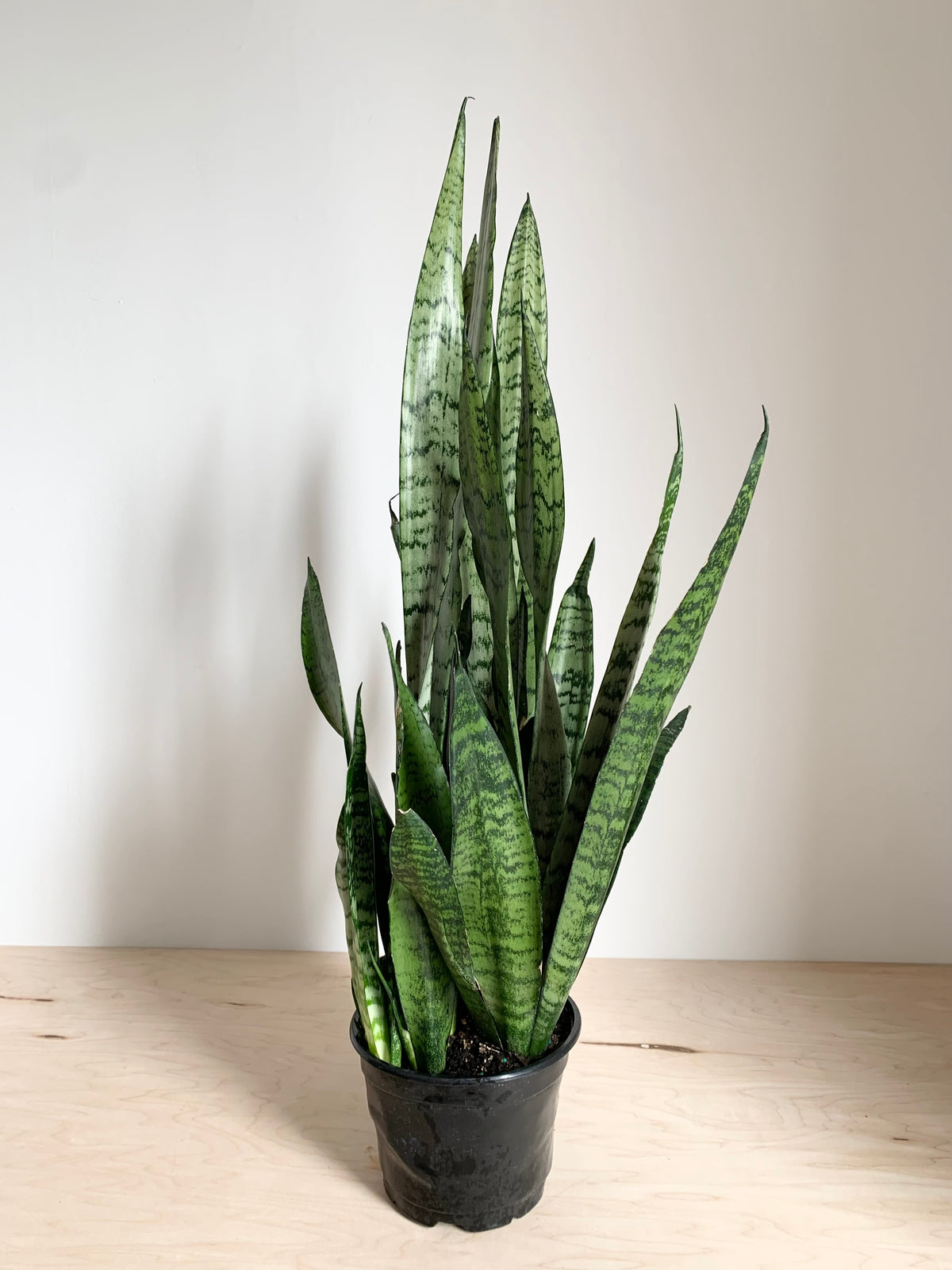 Sansevieria 'Zeylanica'