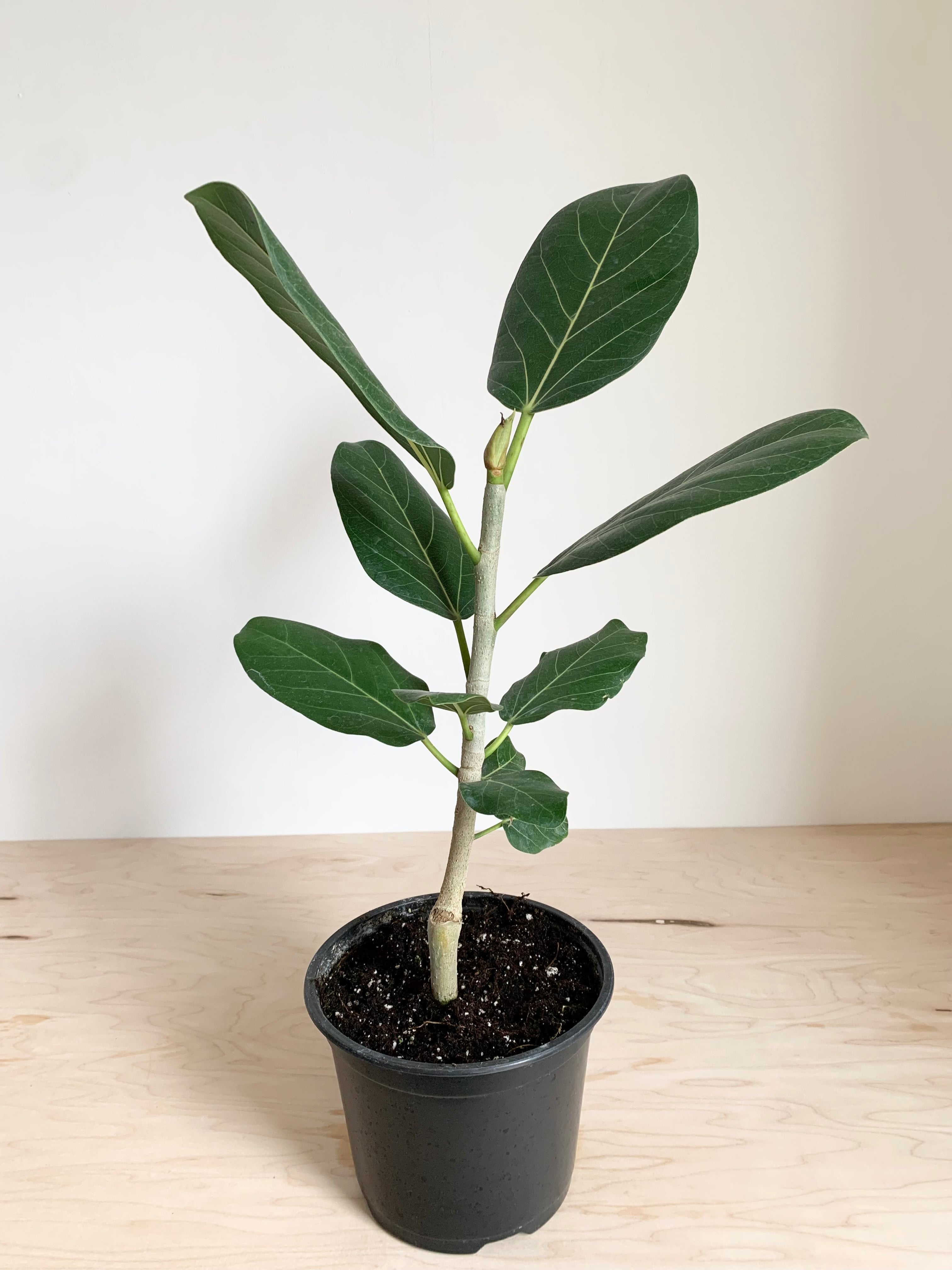 Ficus 'Audrey' Bush