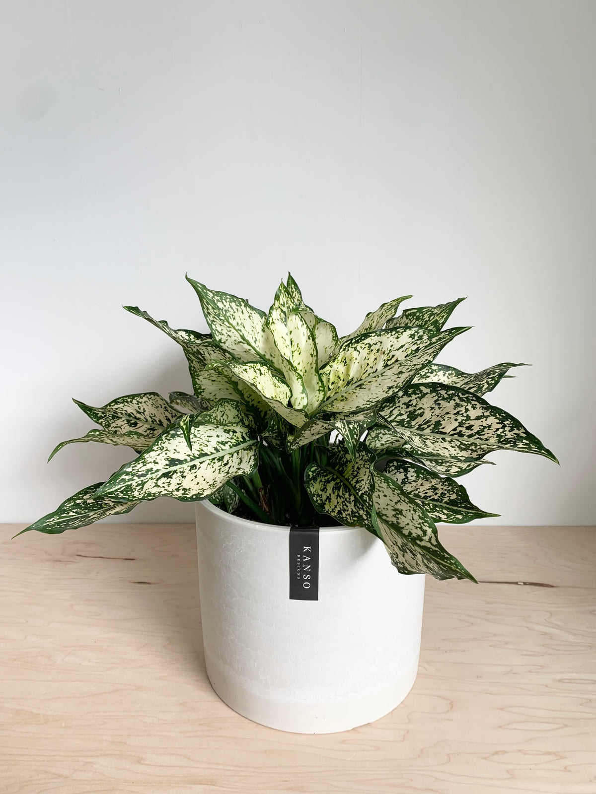 Aglaonema 'Neige de printemps'