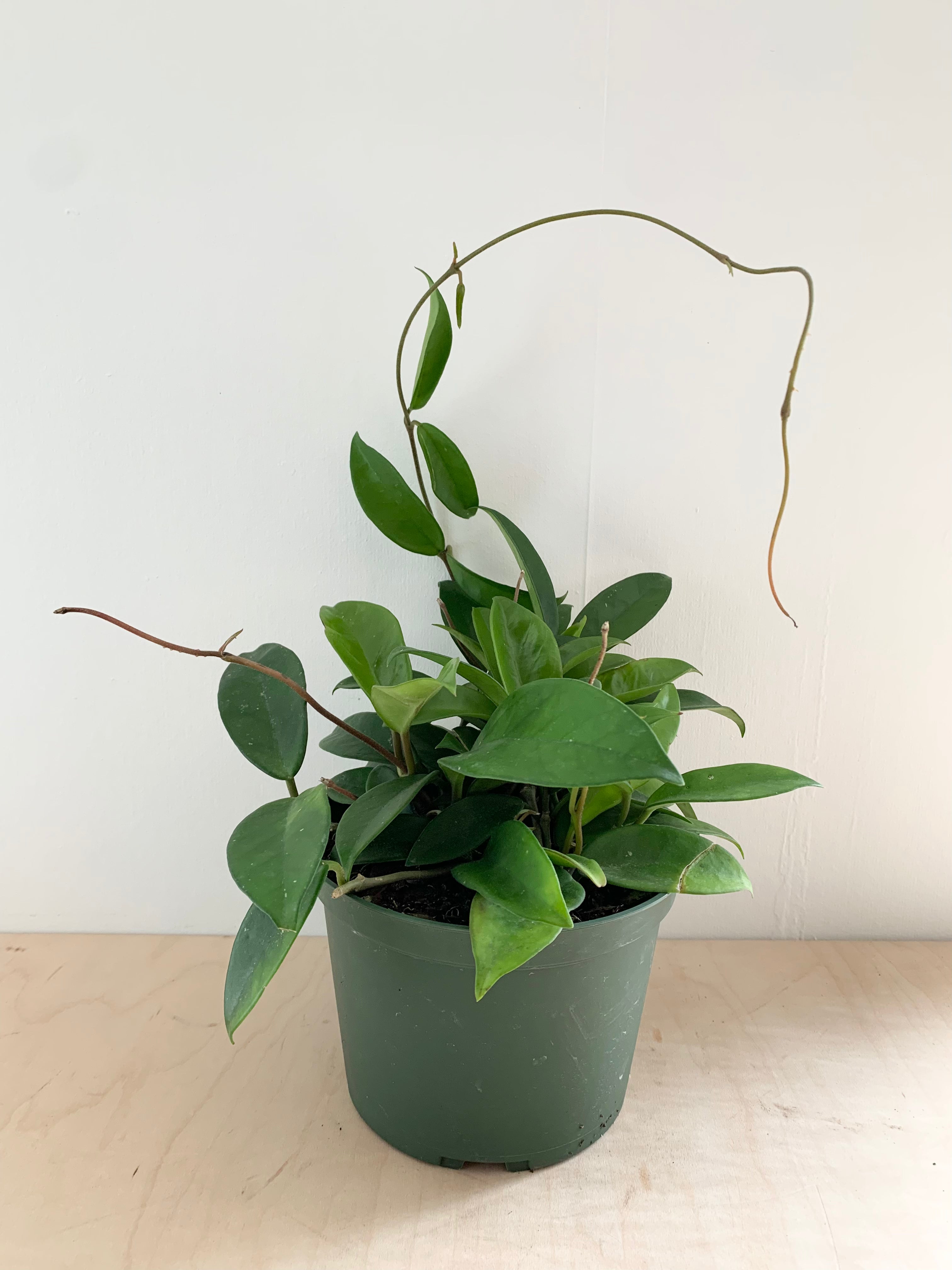 Hoya 'Carnosa' Hoop