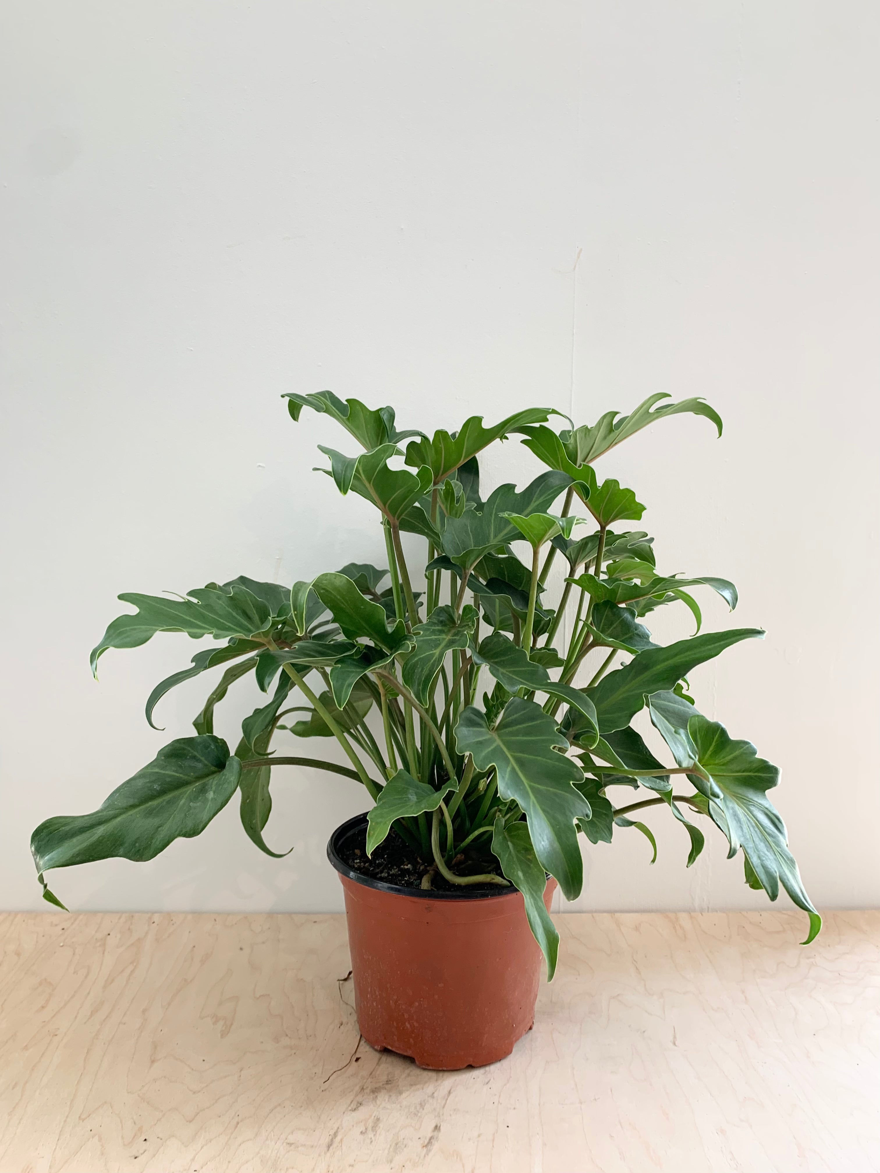 Philodendron 'Xanadu'