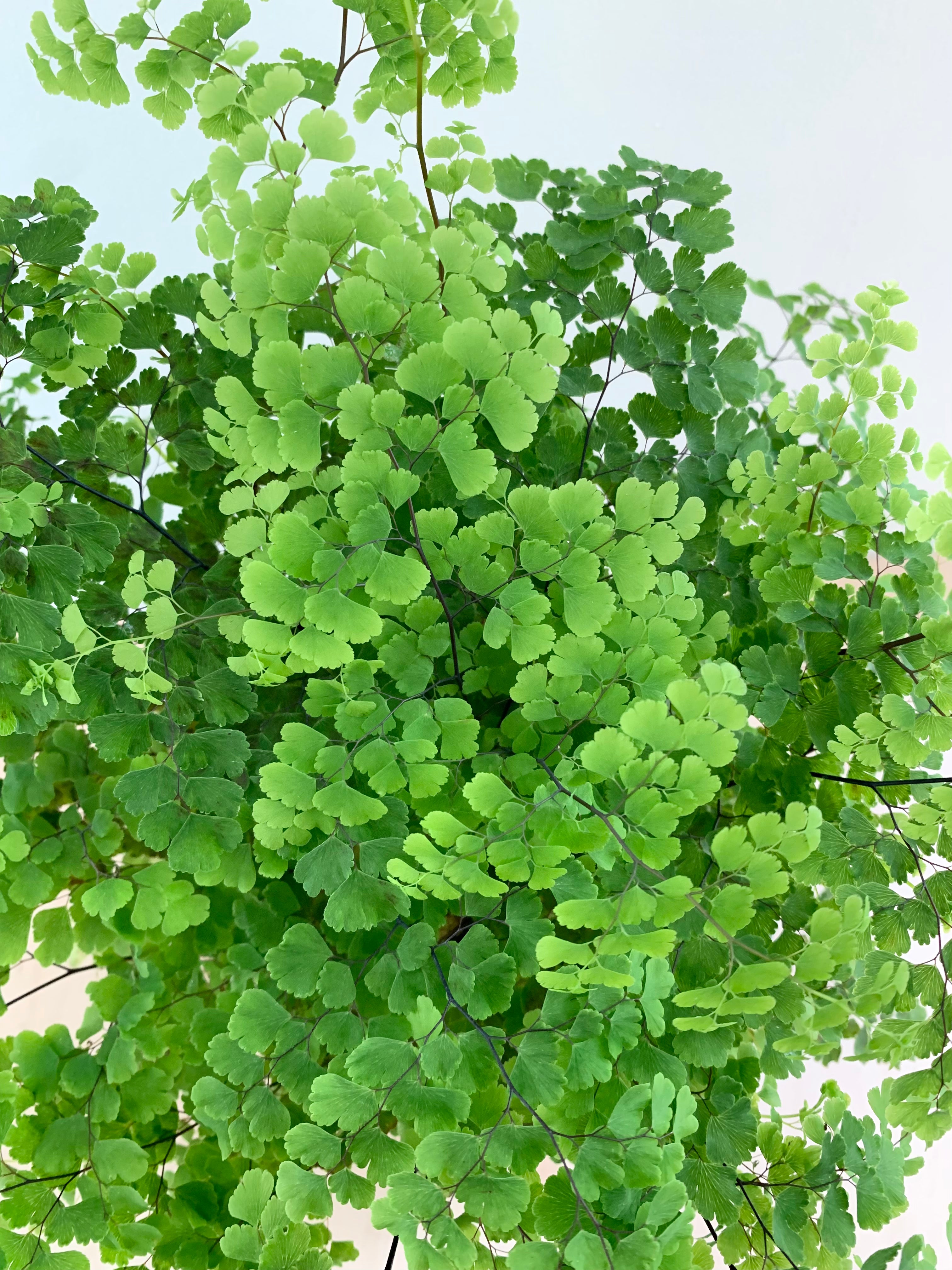 Maidenhair Fern