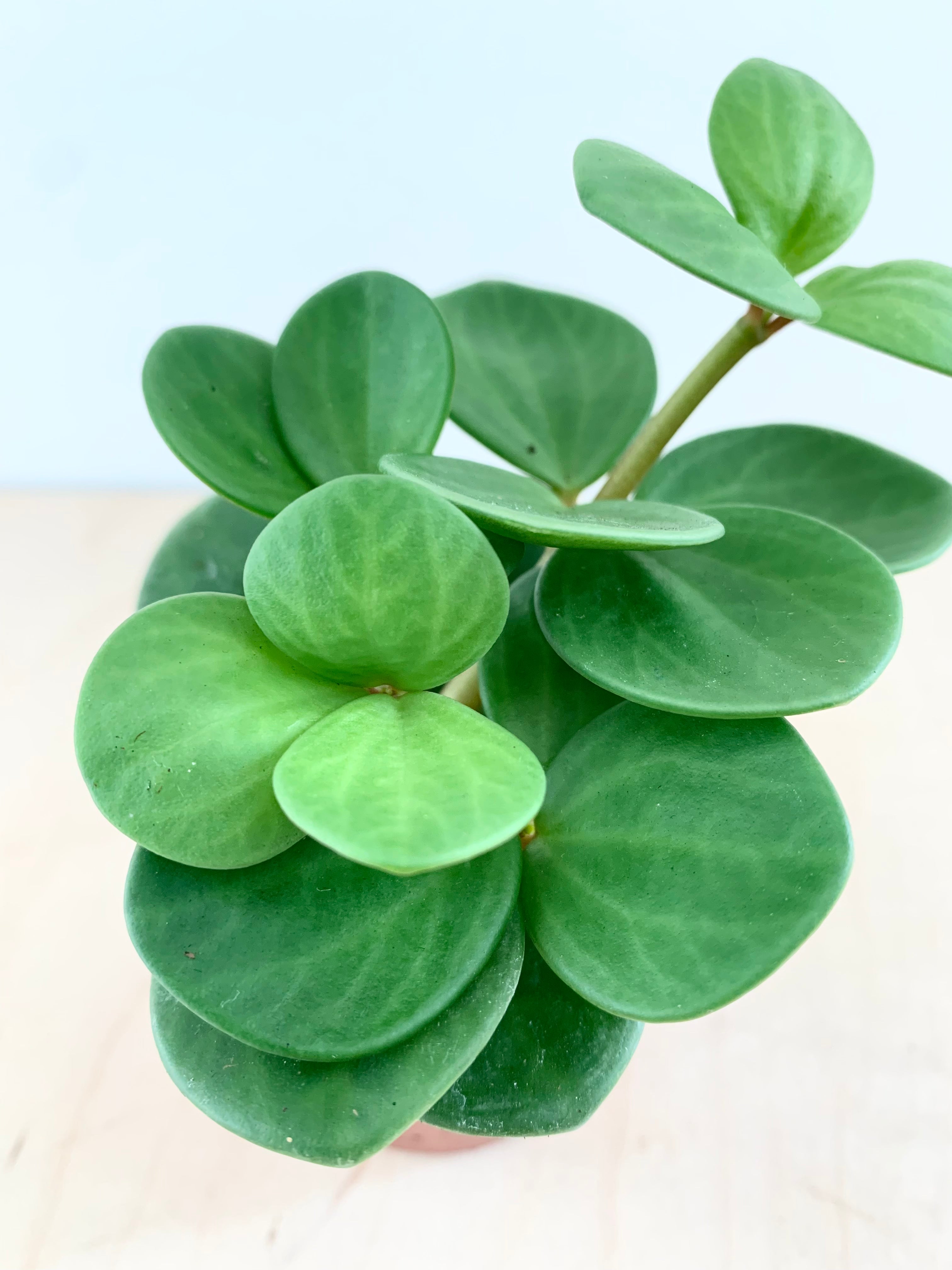 Peperomia 'Esperanza'