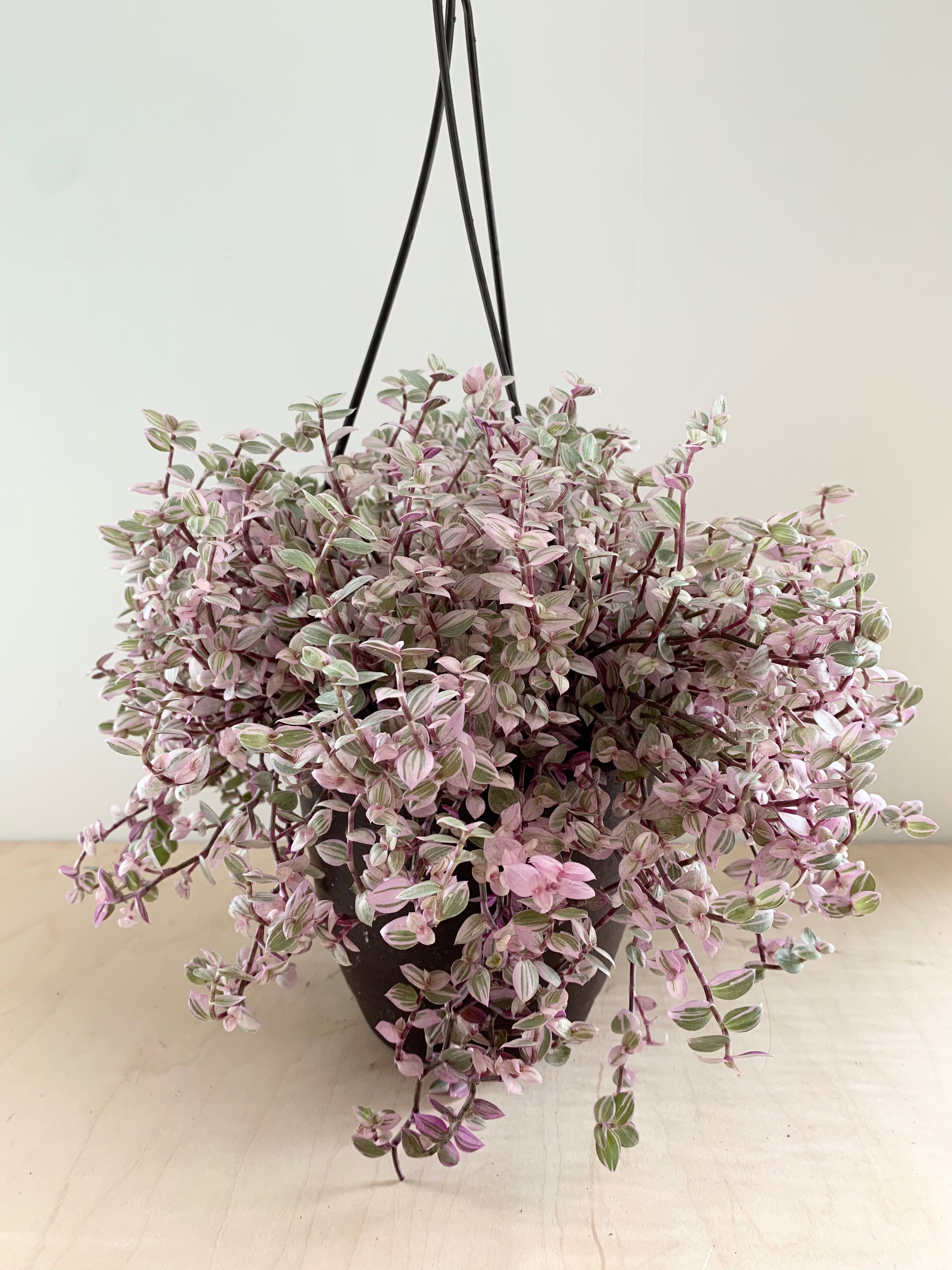 Tradescantia 'Panthère rose'