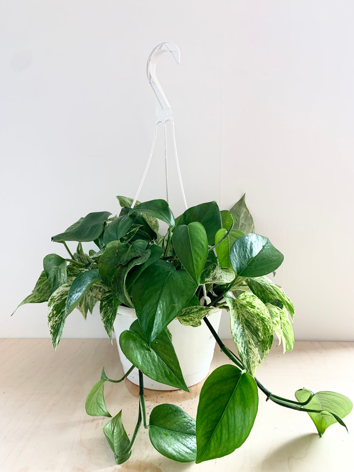 Pothos 'Marble Queen'