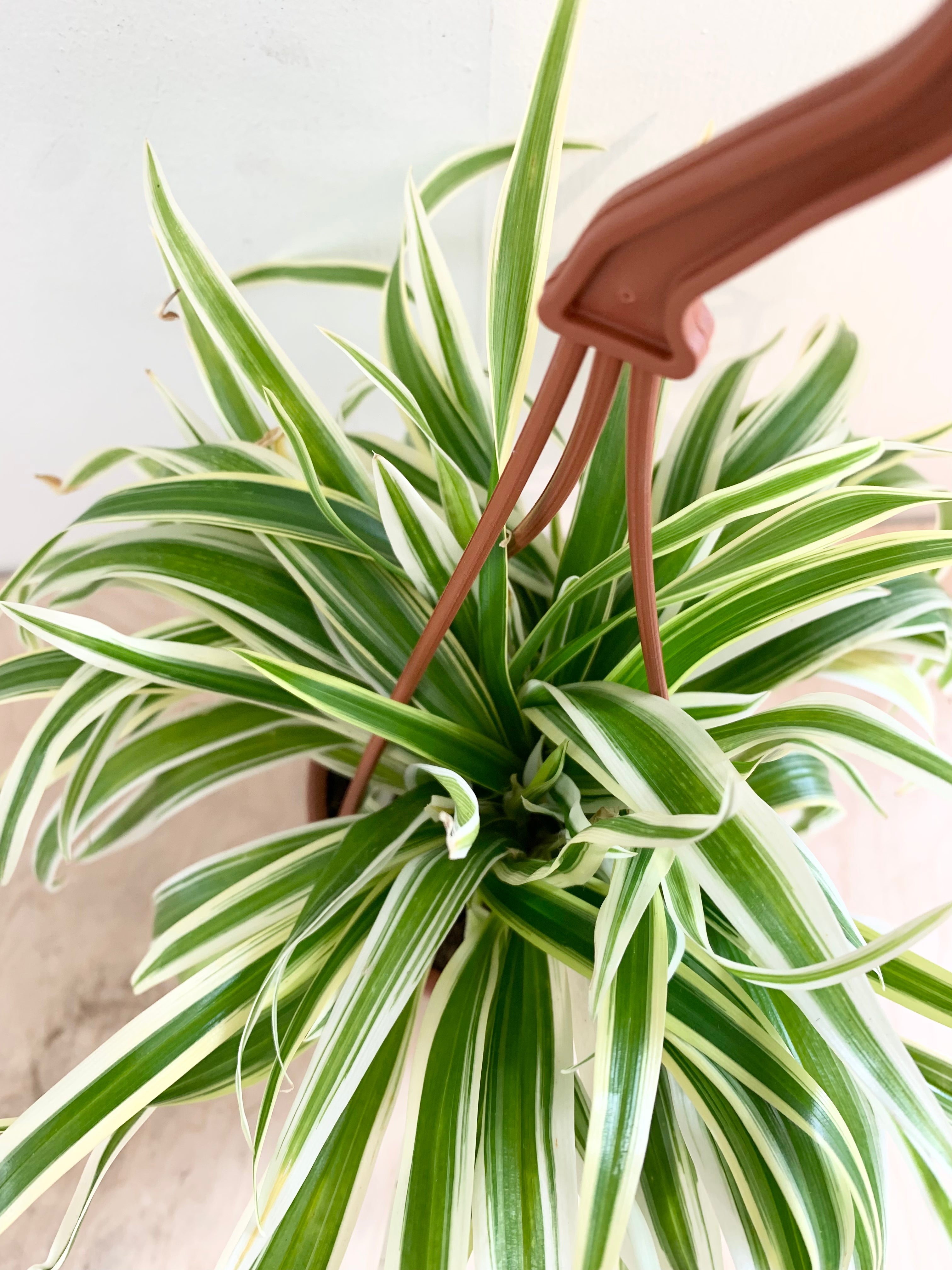 Plante araignée Zebrina