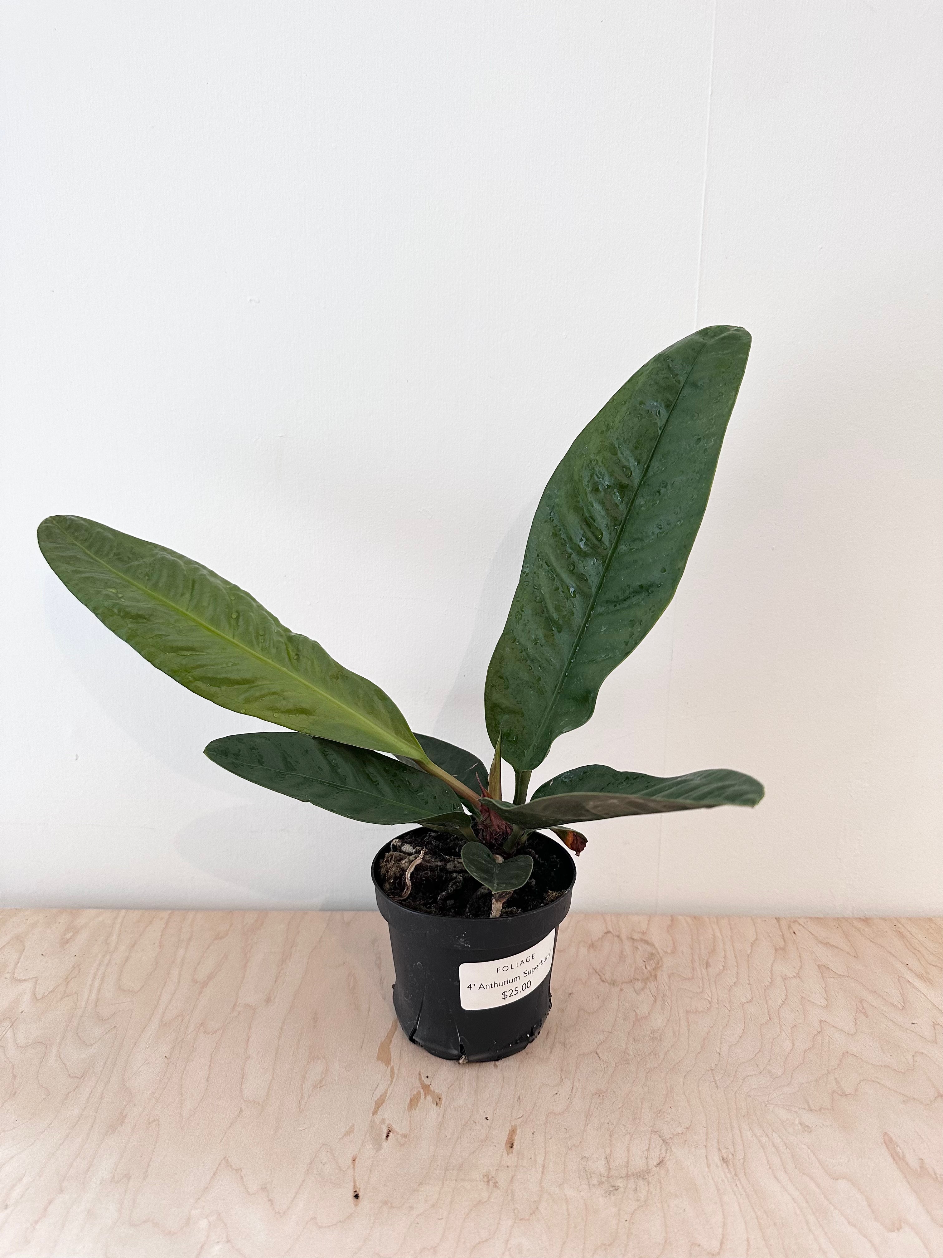 Anthurium 'Superbum'