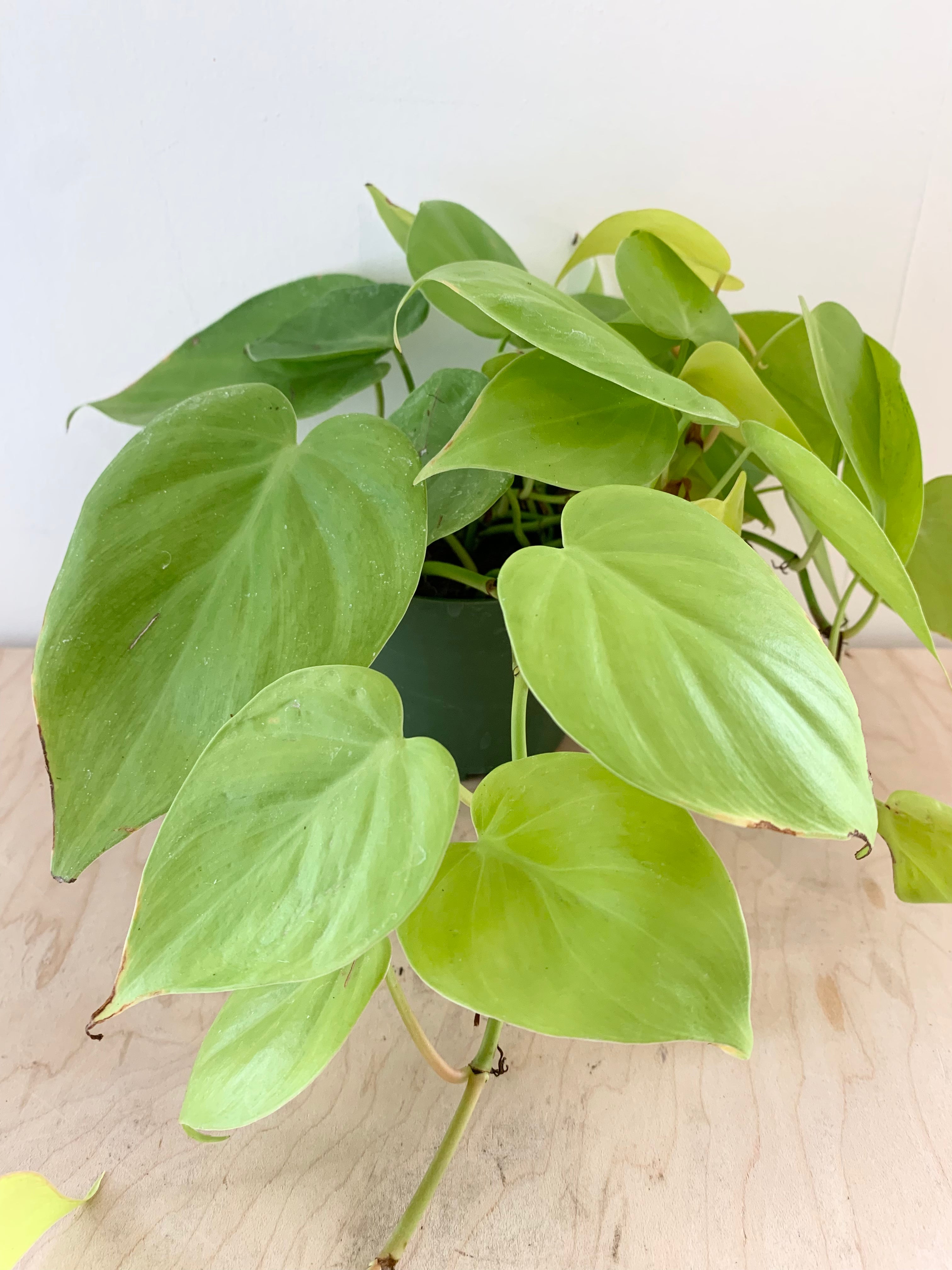 Philodendron 'Cordatum Lemon Lime'