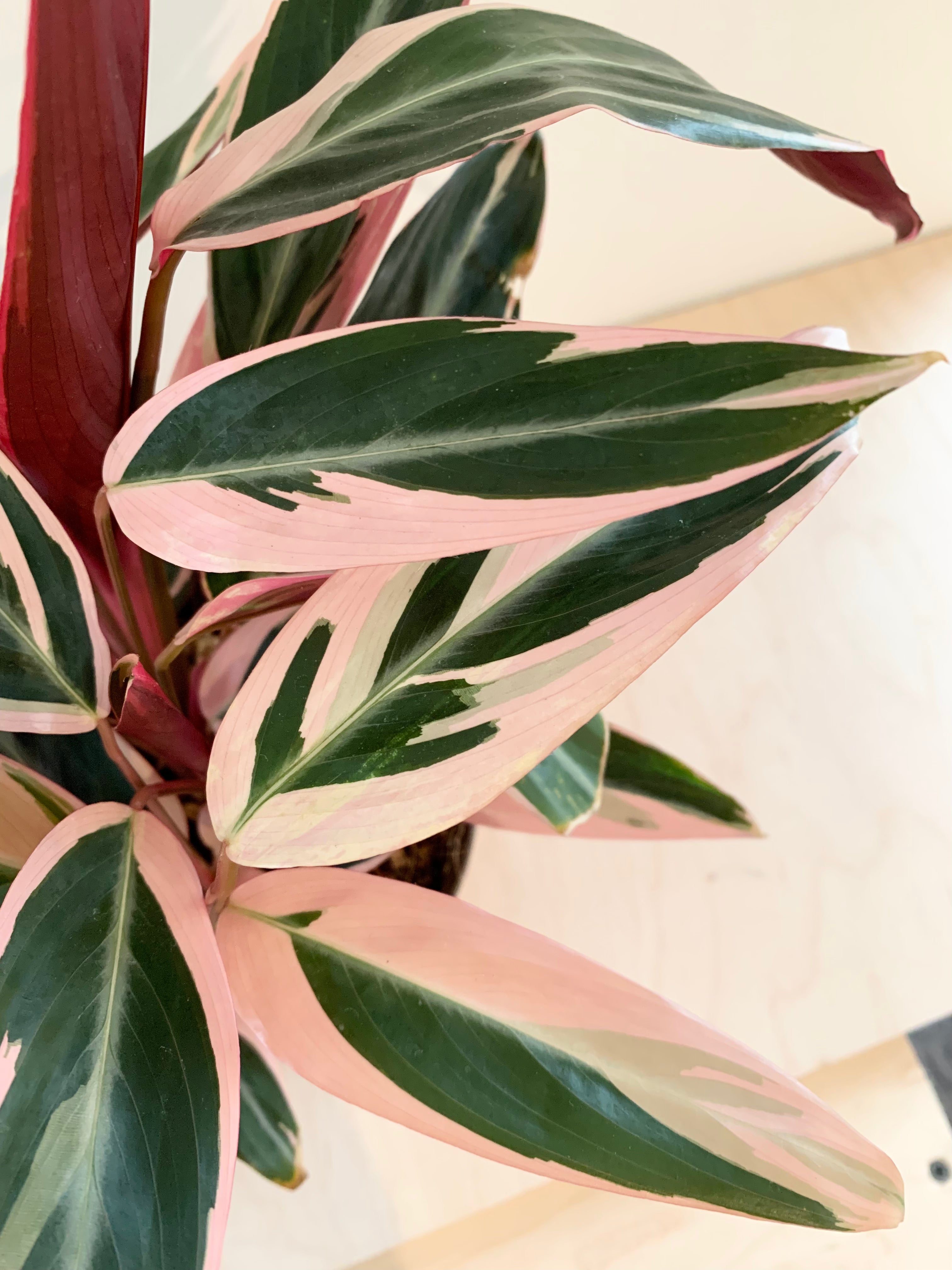 Stromanthe 'Triostar'