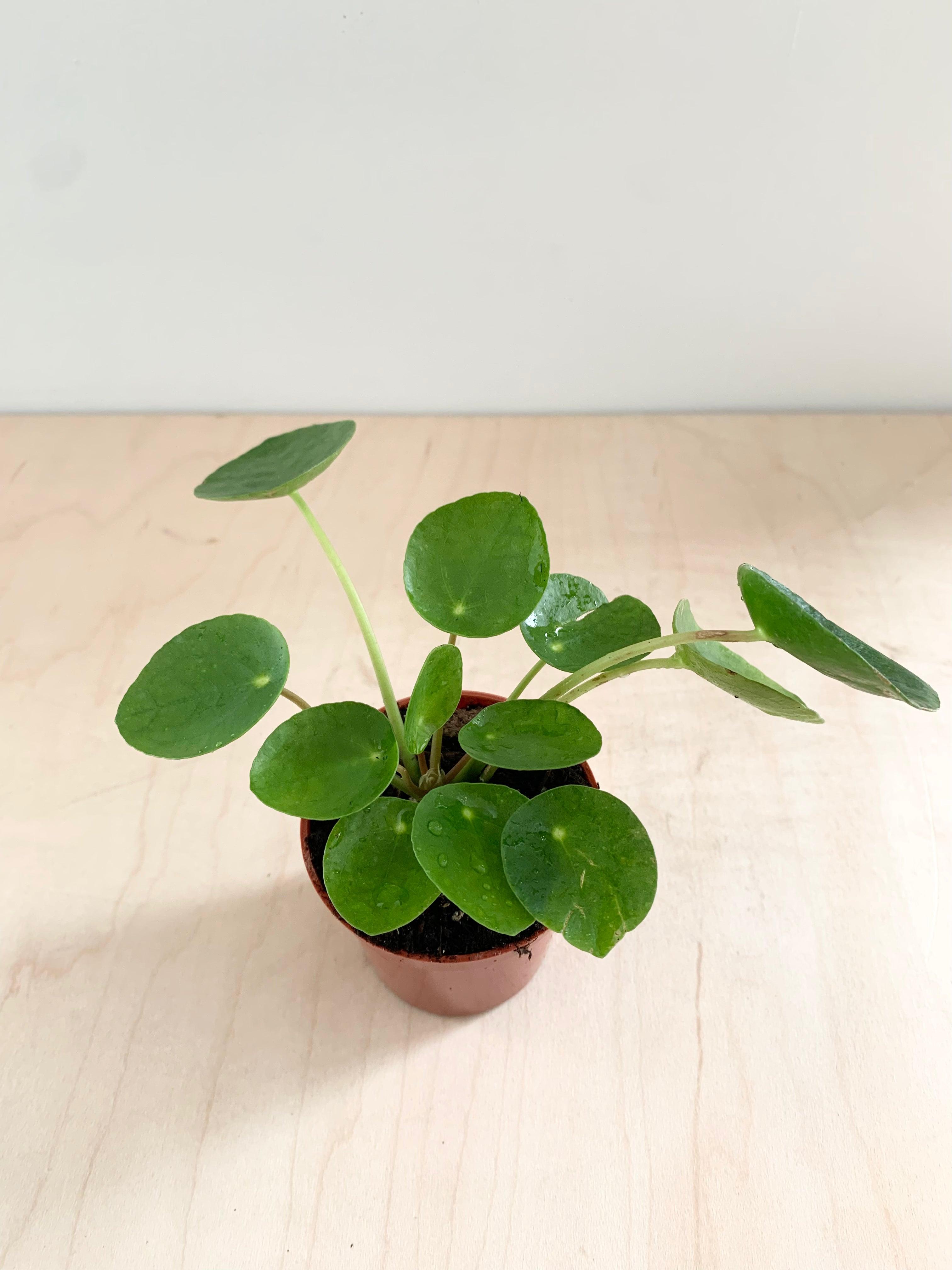 Pilea peperomioides