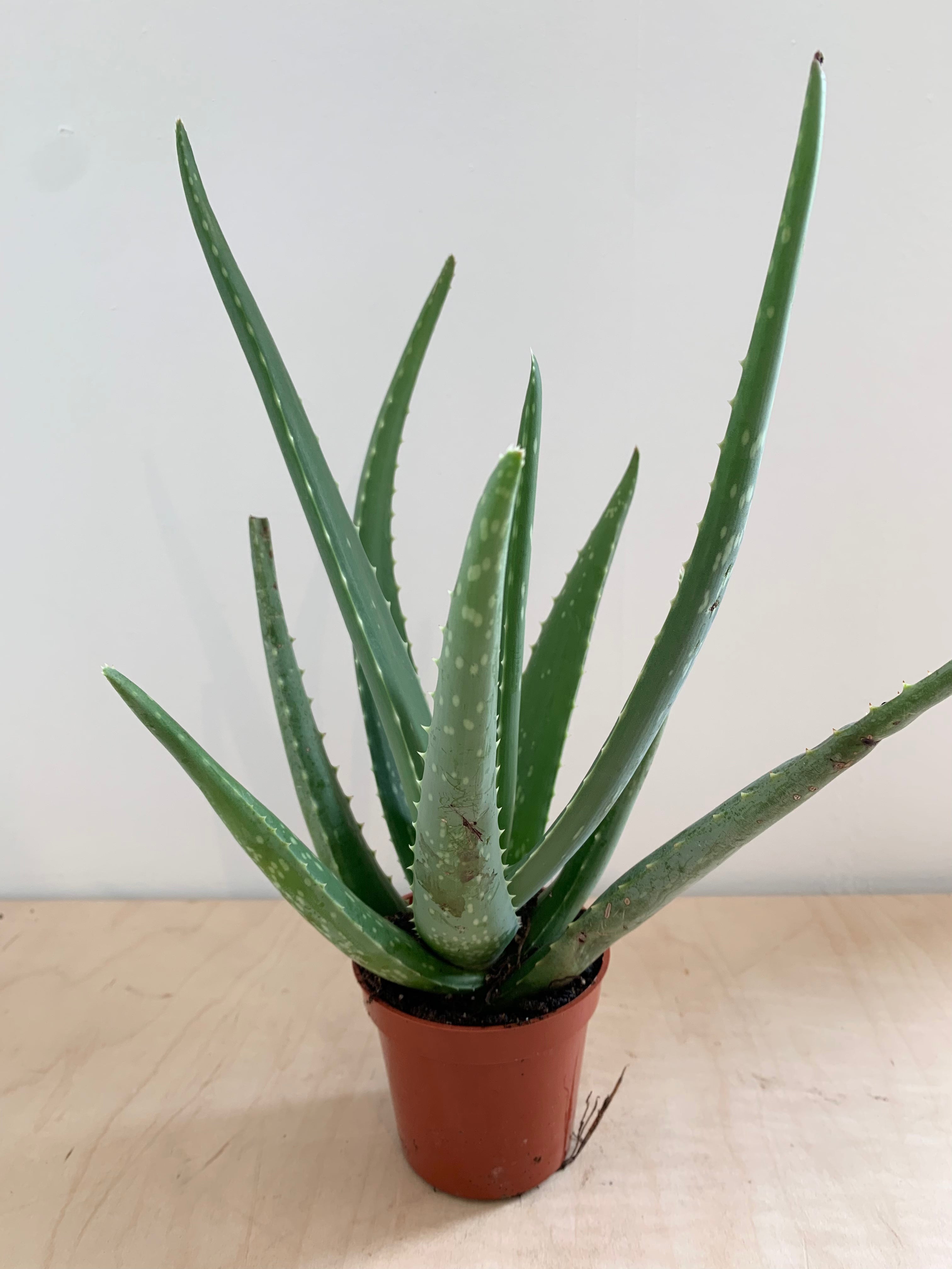 aloe vera plant for medicinal uses Aloe Vera, Medicine Plant