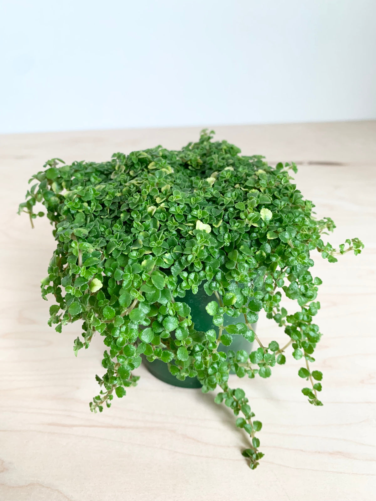 Soleirolia Soleirolii (Lágrimas de bebé)