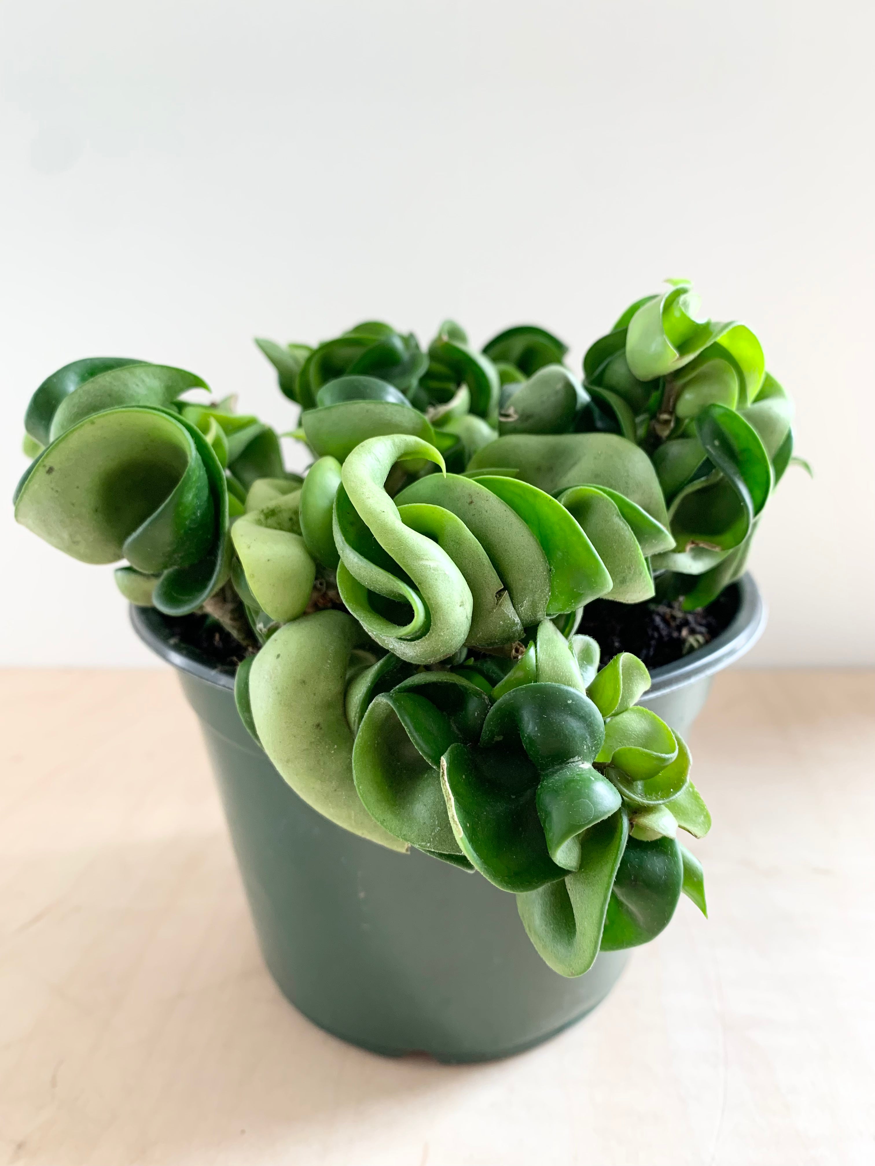 Hoya 'Carnosa Compacta'