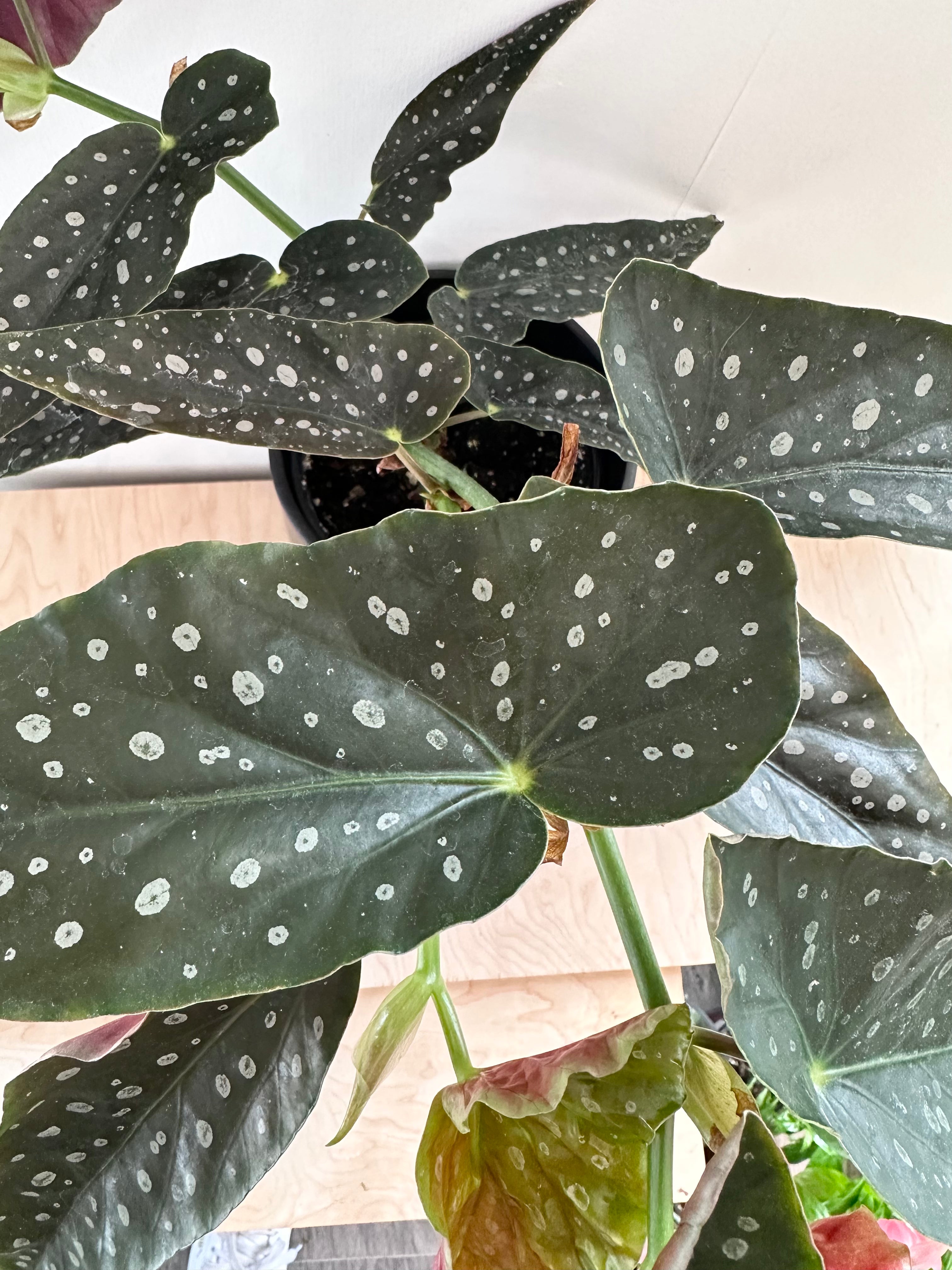 Begonia maculata