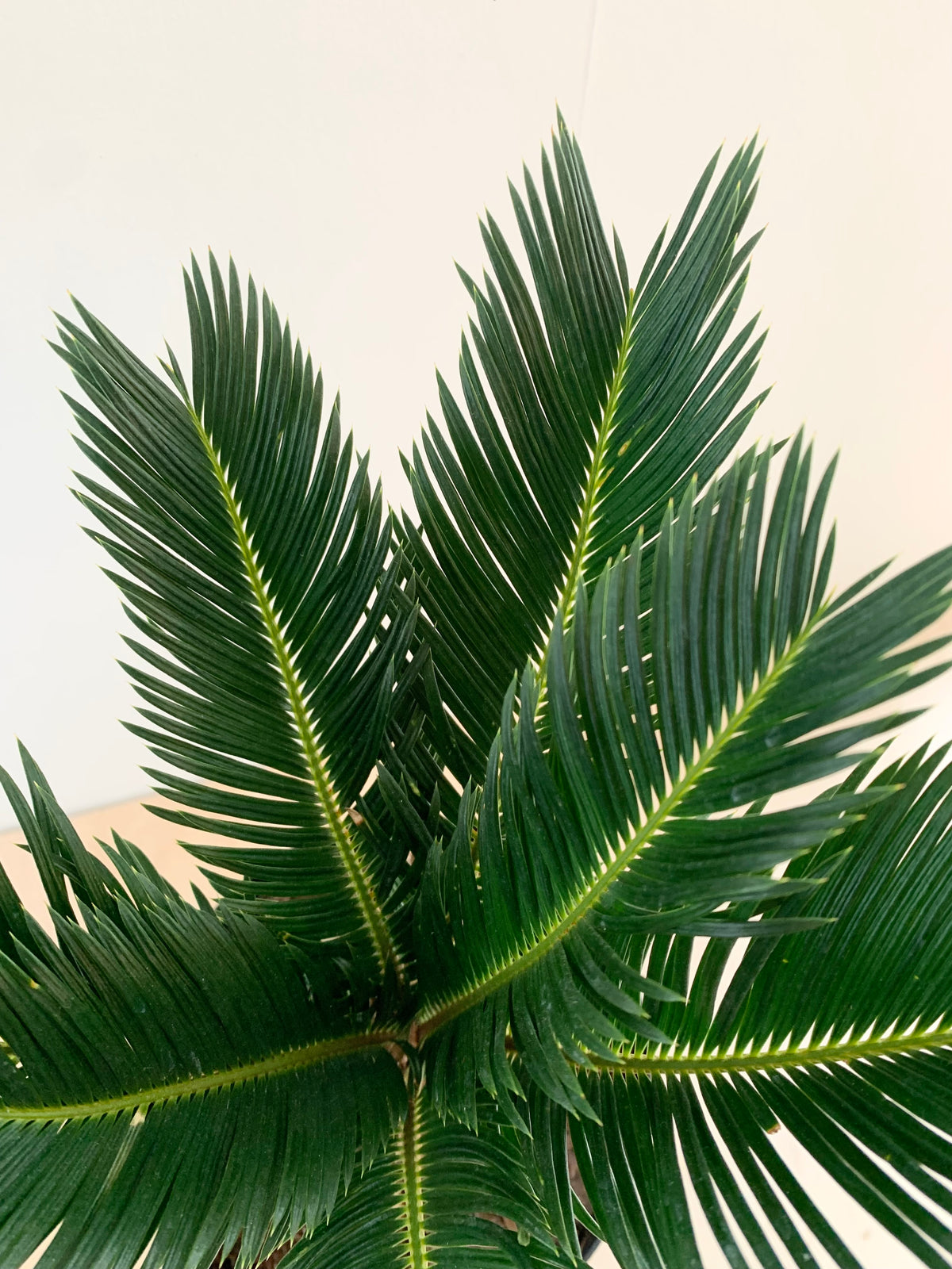 Sago Palm