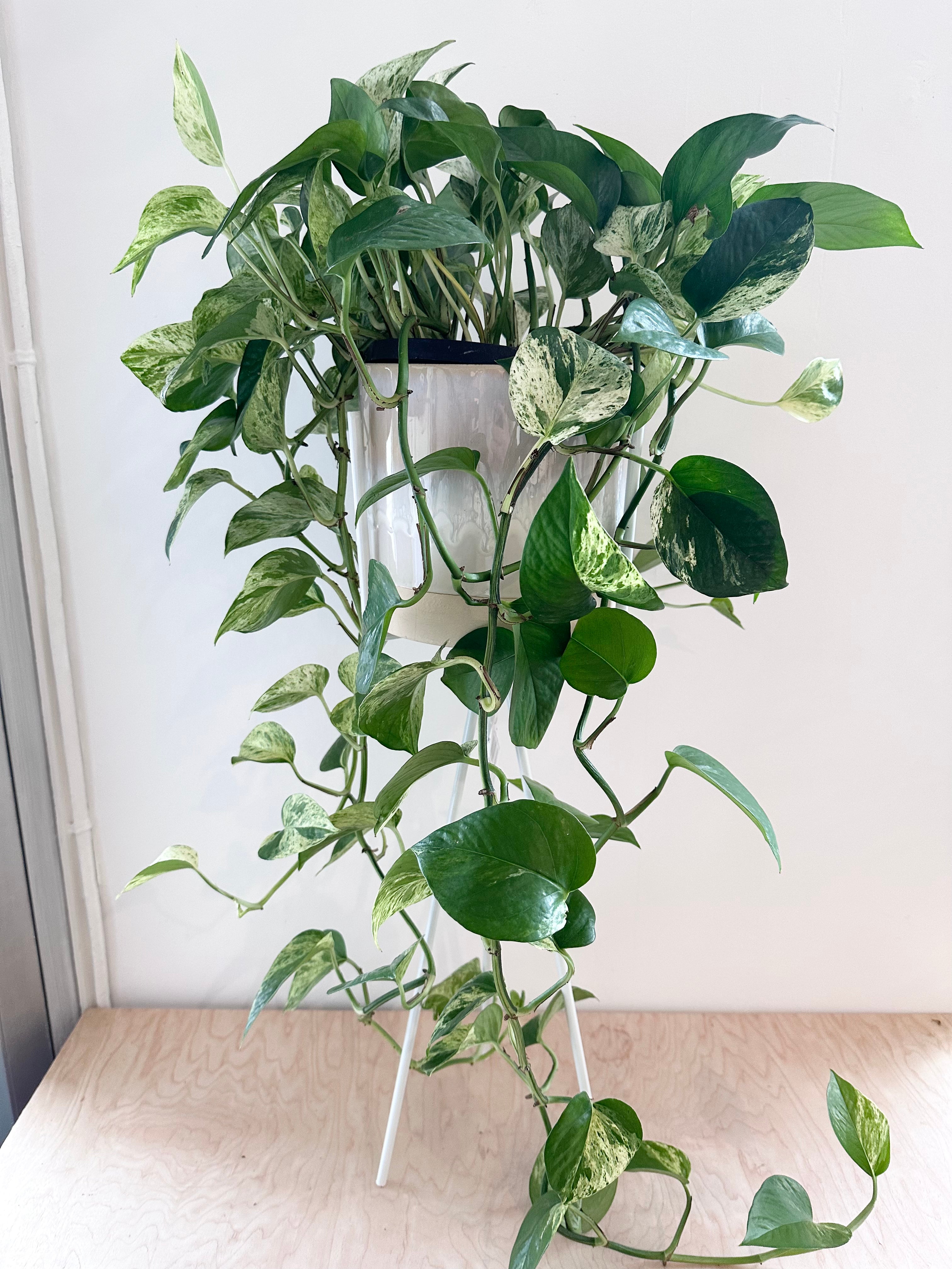 Cala Plant Stand