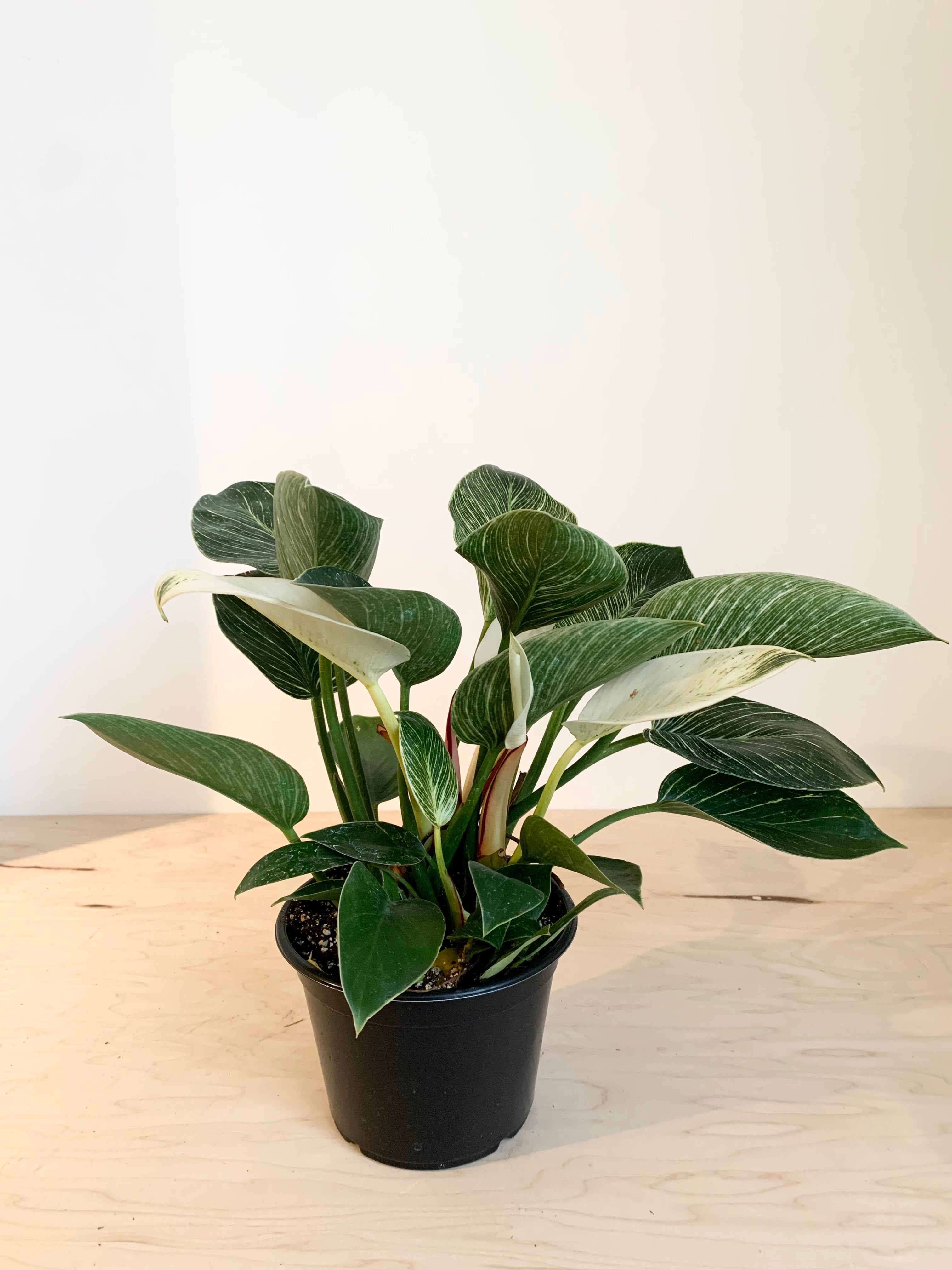 Monstera Siltepecana Elsavador Plants Retail orders / Wholesale