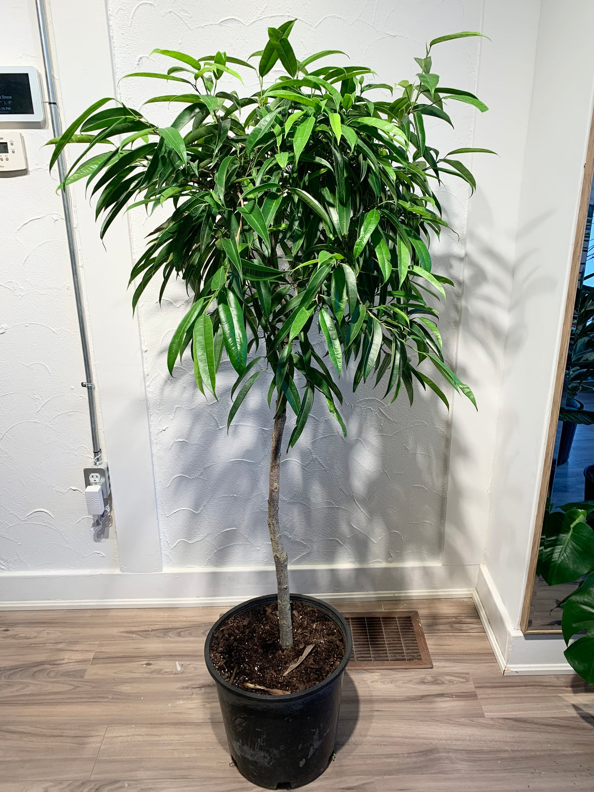 Ficus 'Alii'