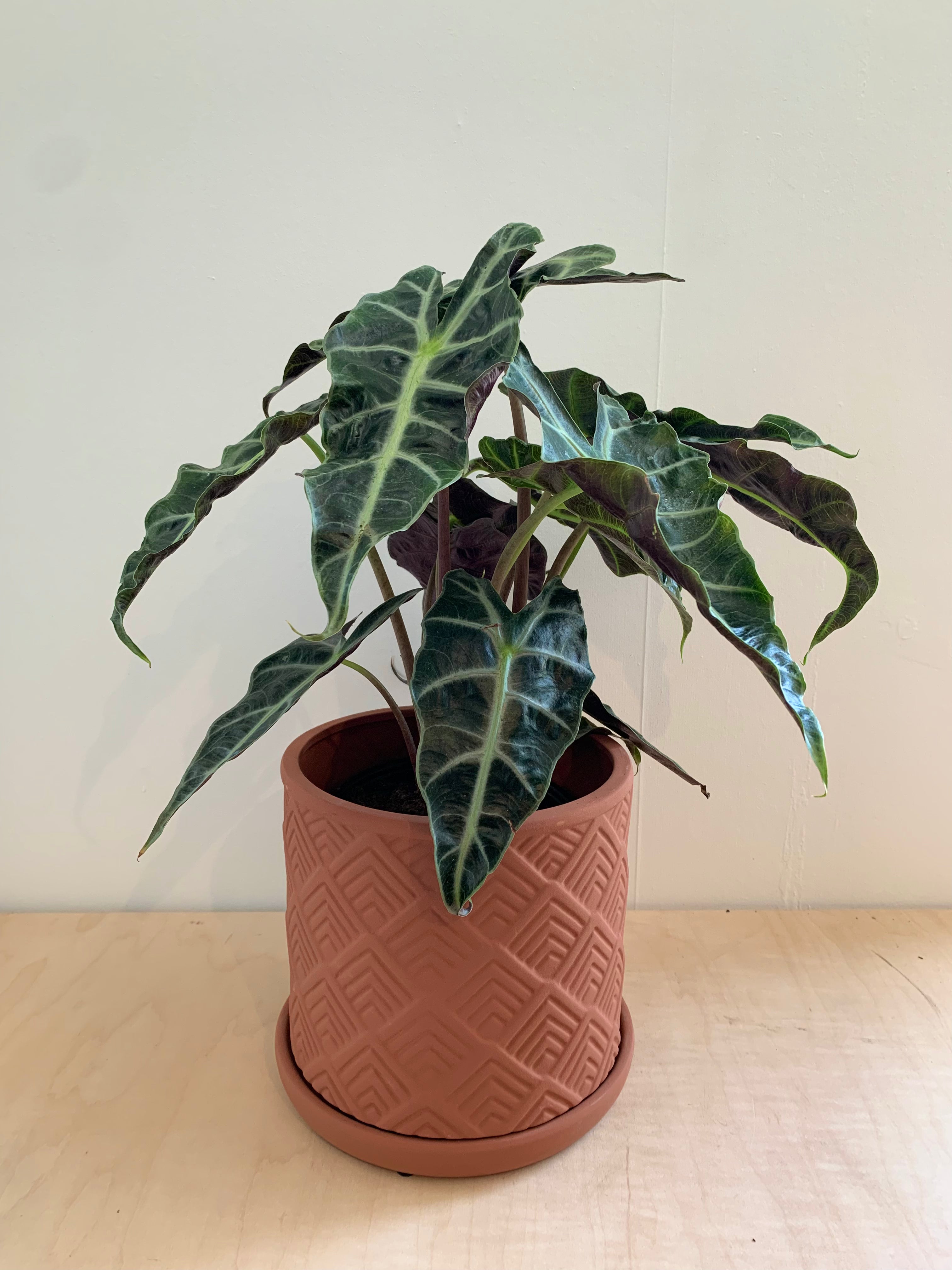 Alocasia 'Polly'