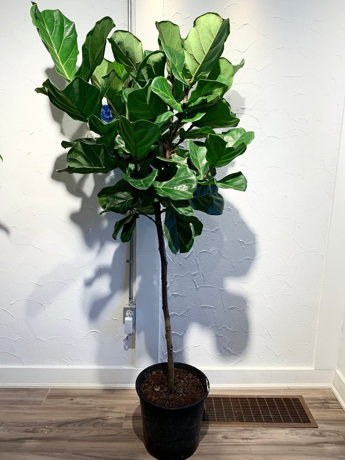 Ficus 'Lyrata Standard'