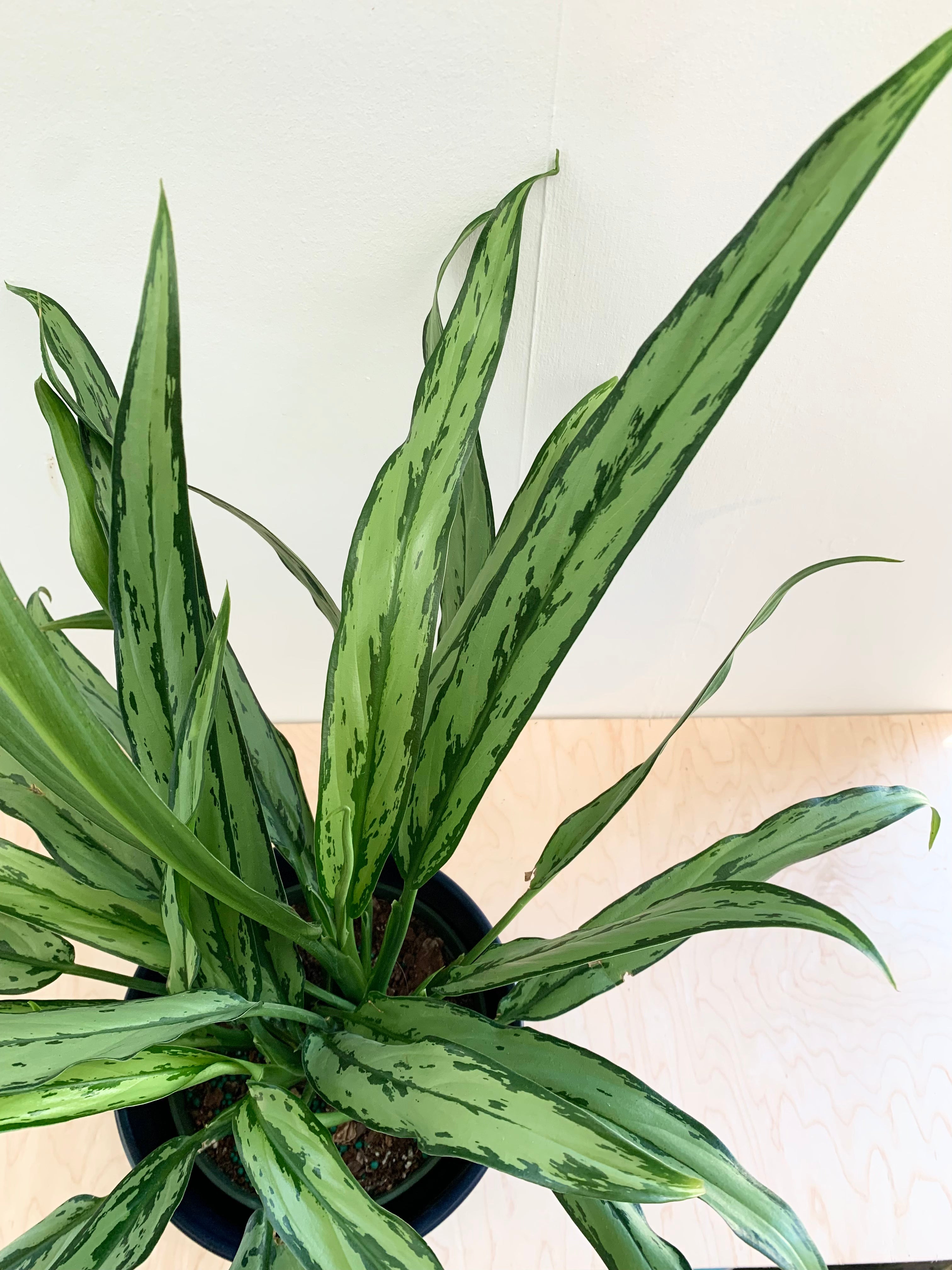 Aglaonema 'Cutlass'