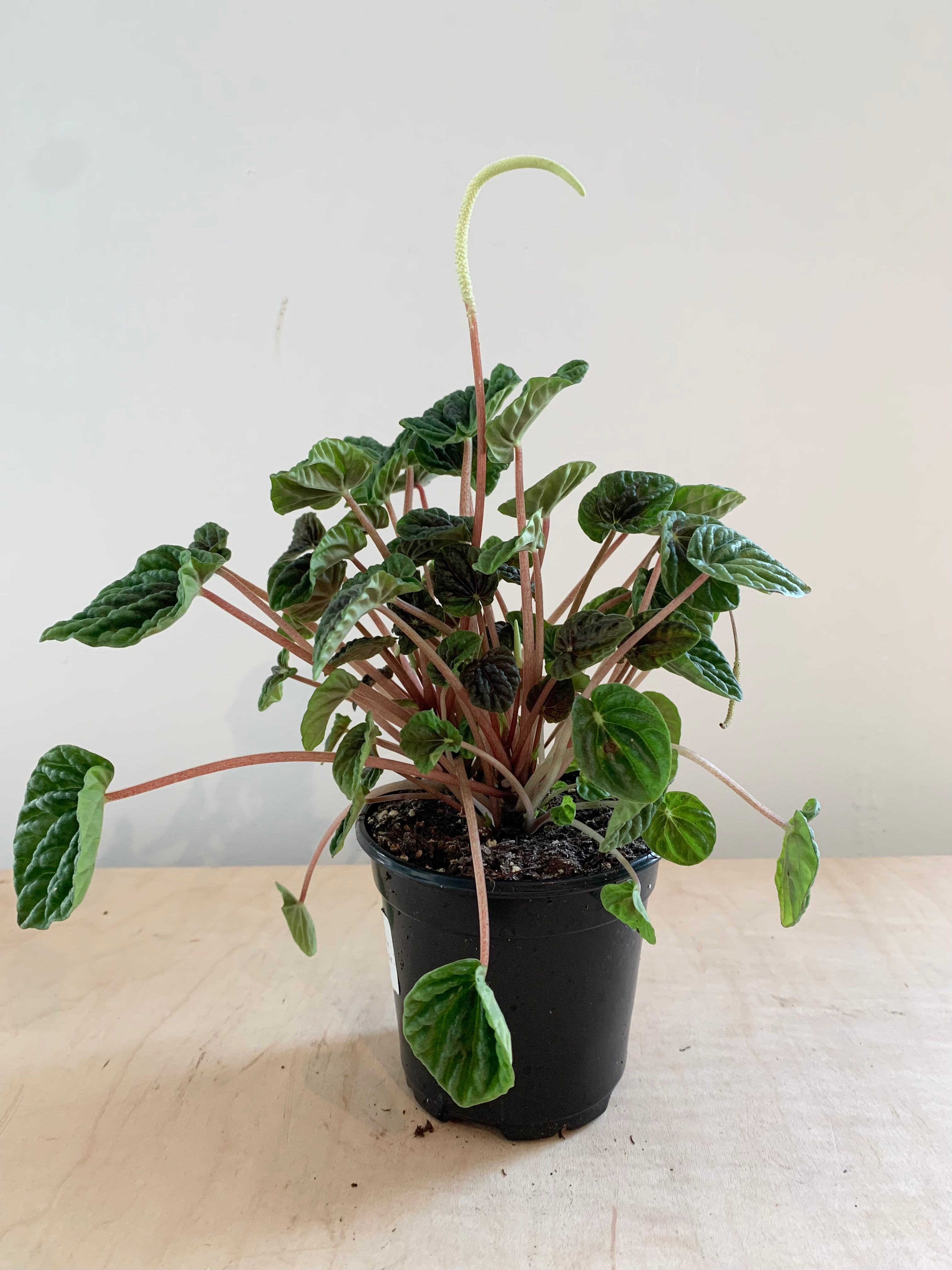 Péperomia 'Caperata Green'