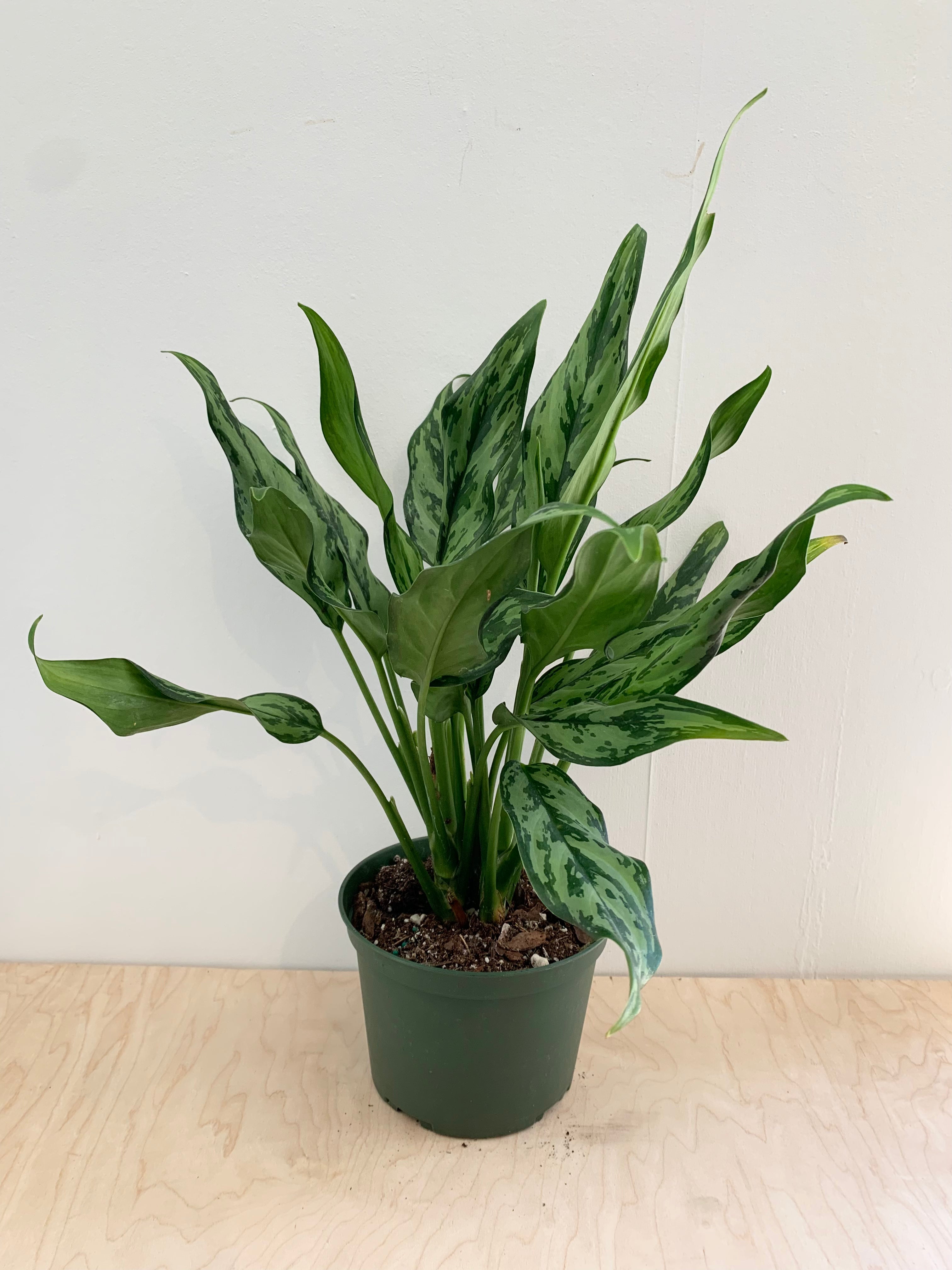 Aglaonema 'Juliette'