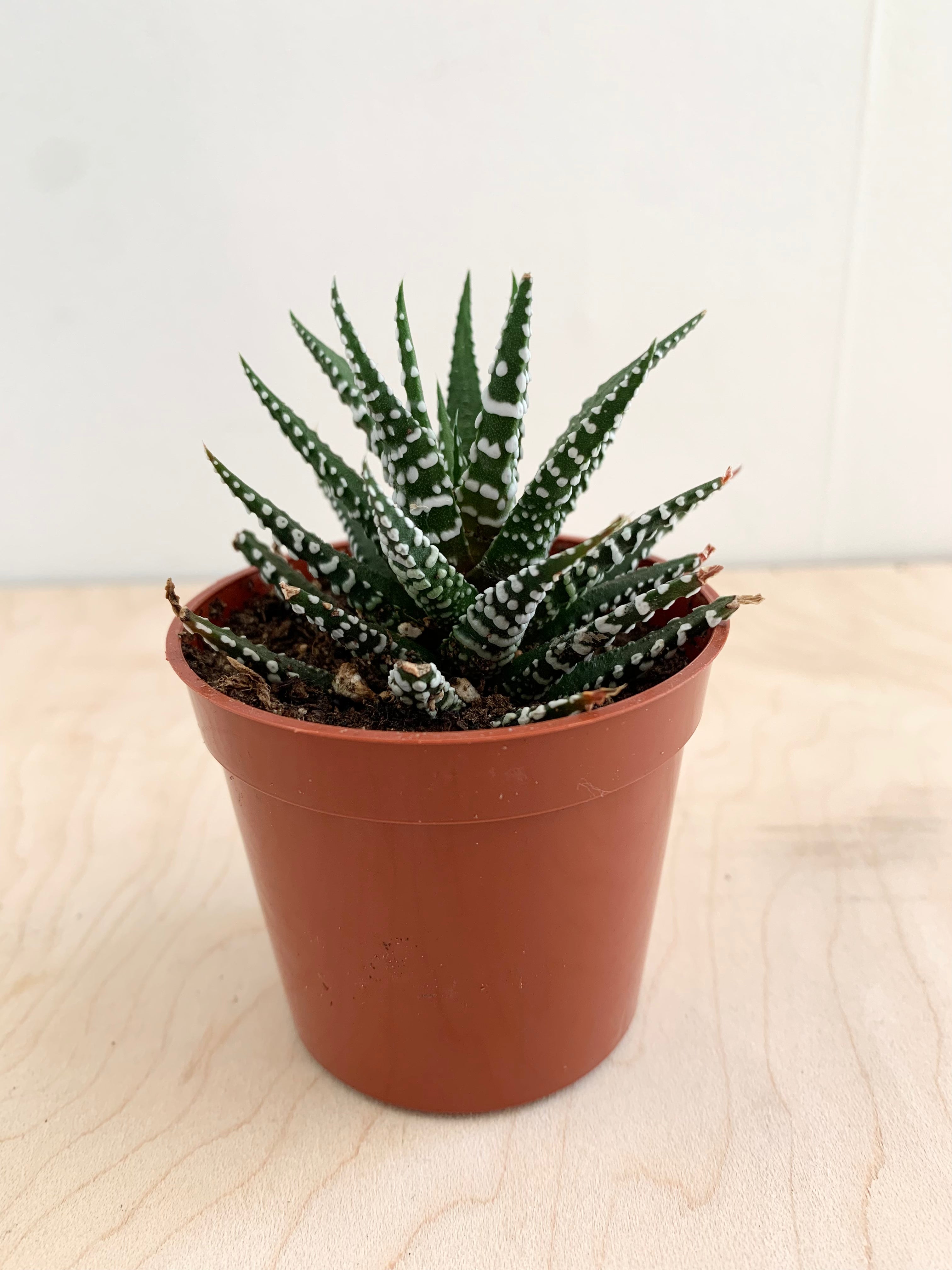 Haworthia succulente