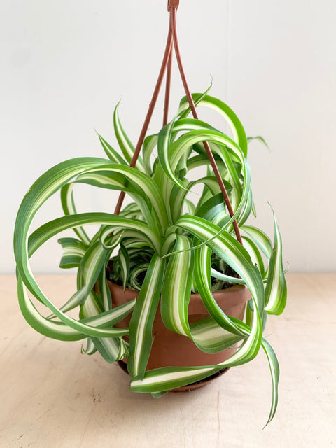 spider kenkey plant Curly Bonnie Spider Plant – Foliage