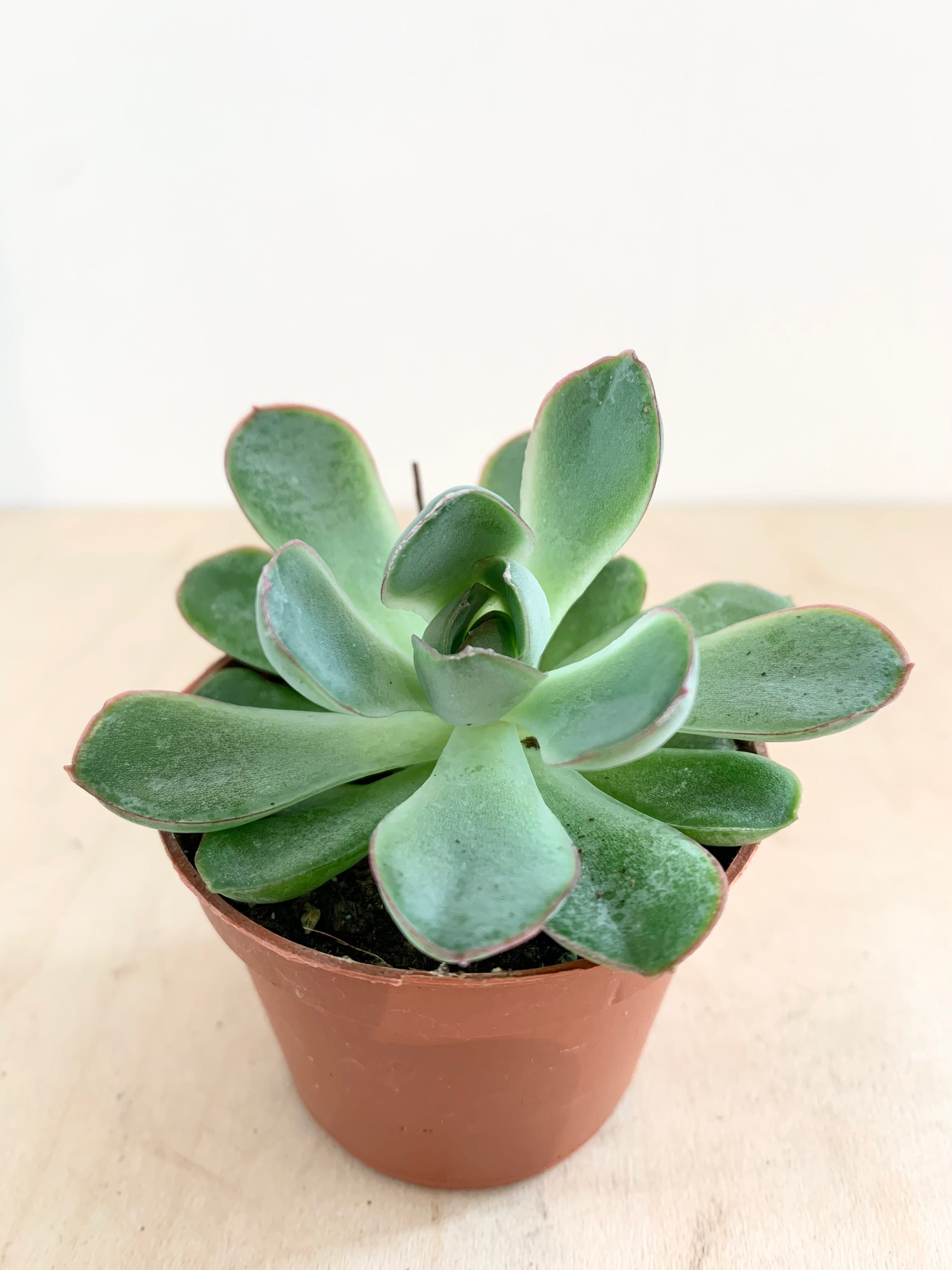 Succulentes, assortiment