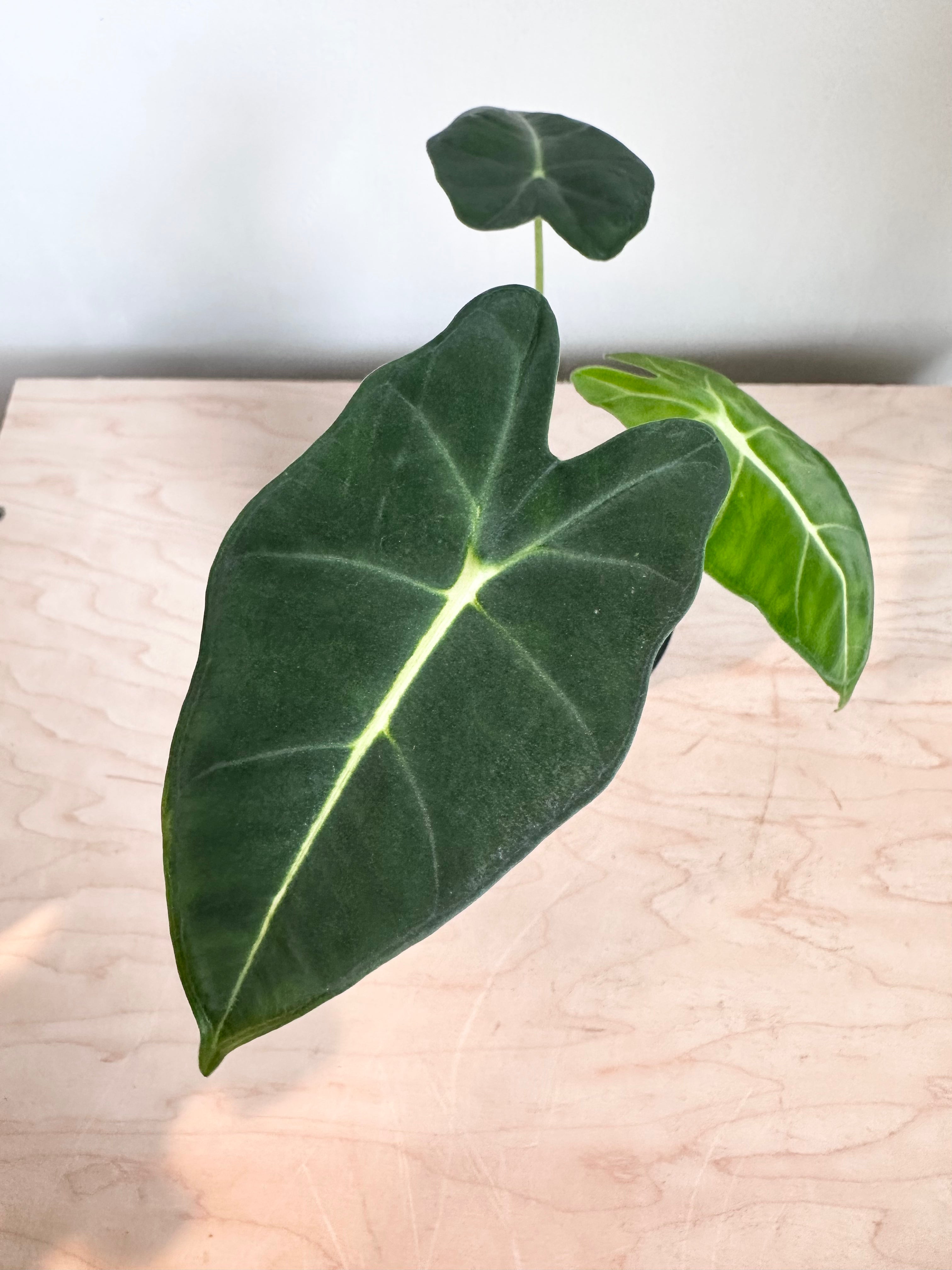 Alocasia 'Frydek'