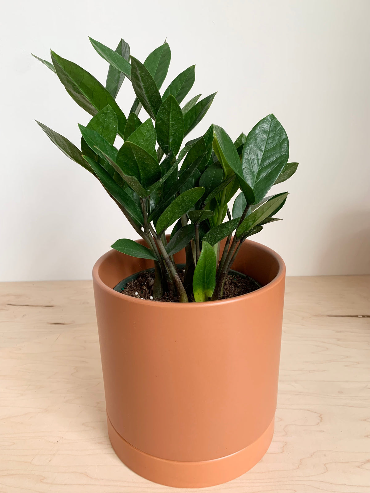 Romey Collection - Terracotta