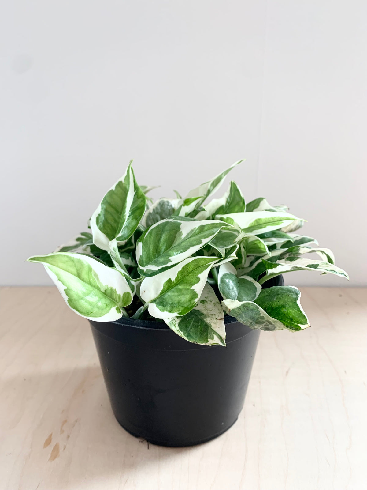 Pothos 'N'Joy'