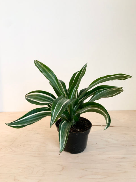 Dracaena 'Fragrans Warneckii' – Foliage
