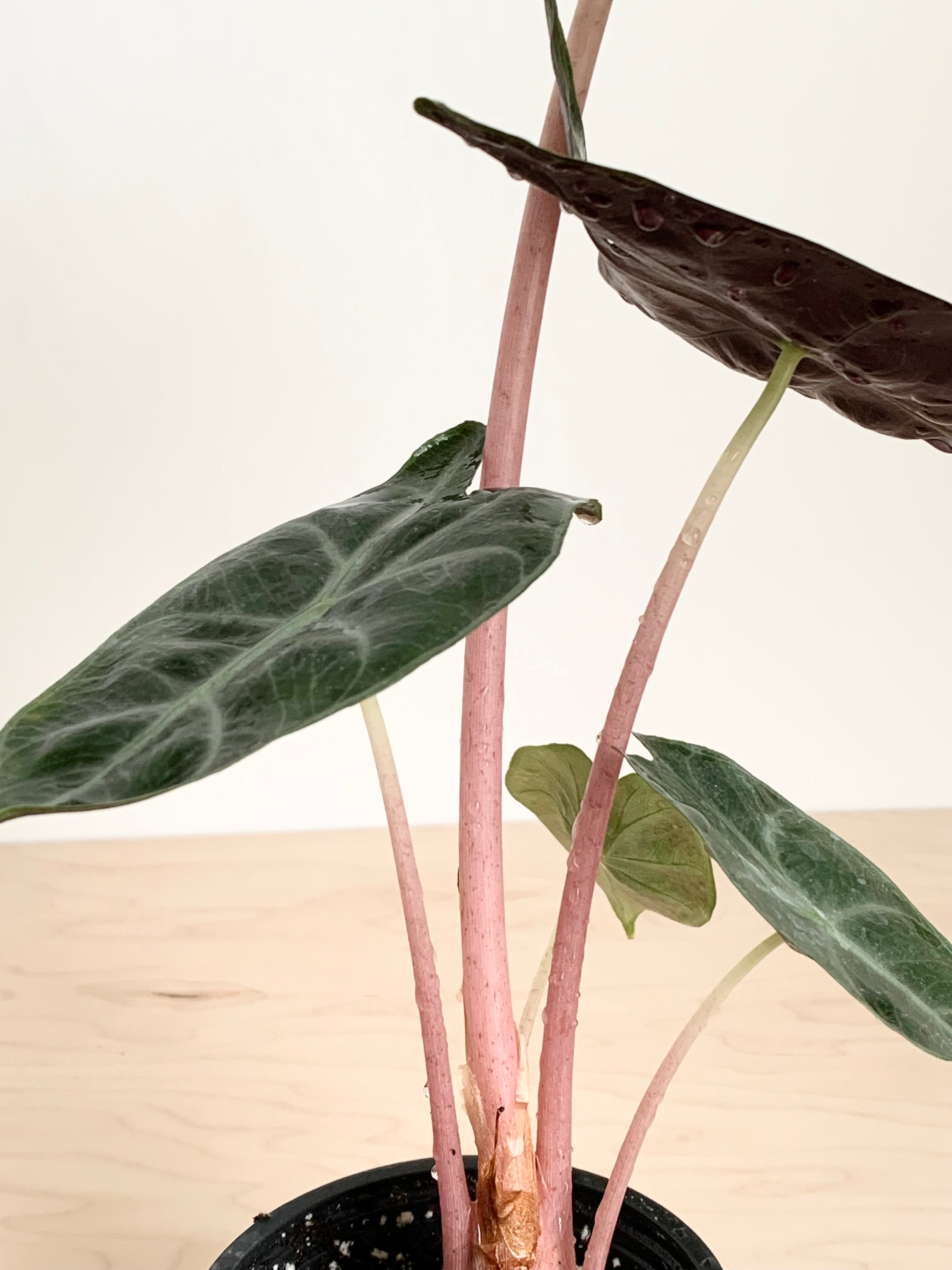 Alocasia 'Pink Dragon'