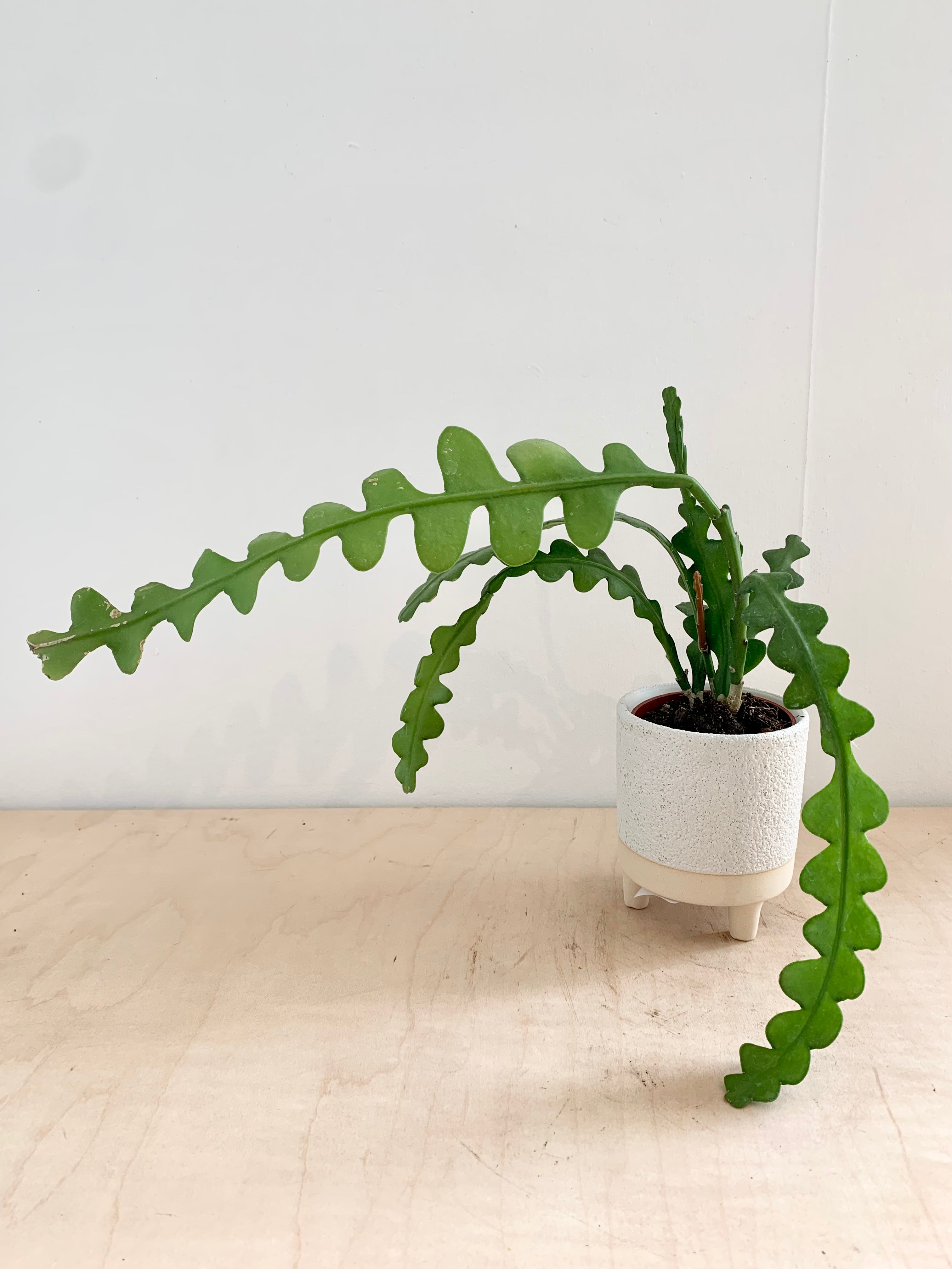 Fishbone Cactus