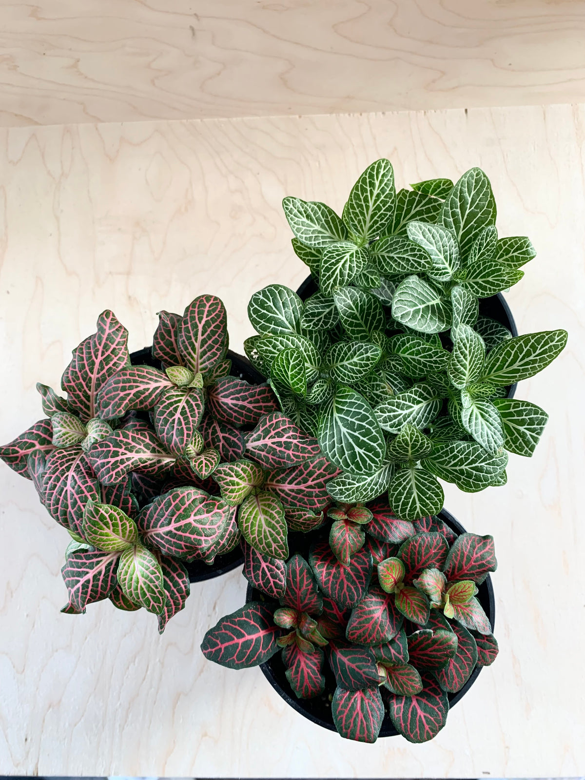 Fittonia, Assorted
