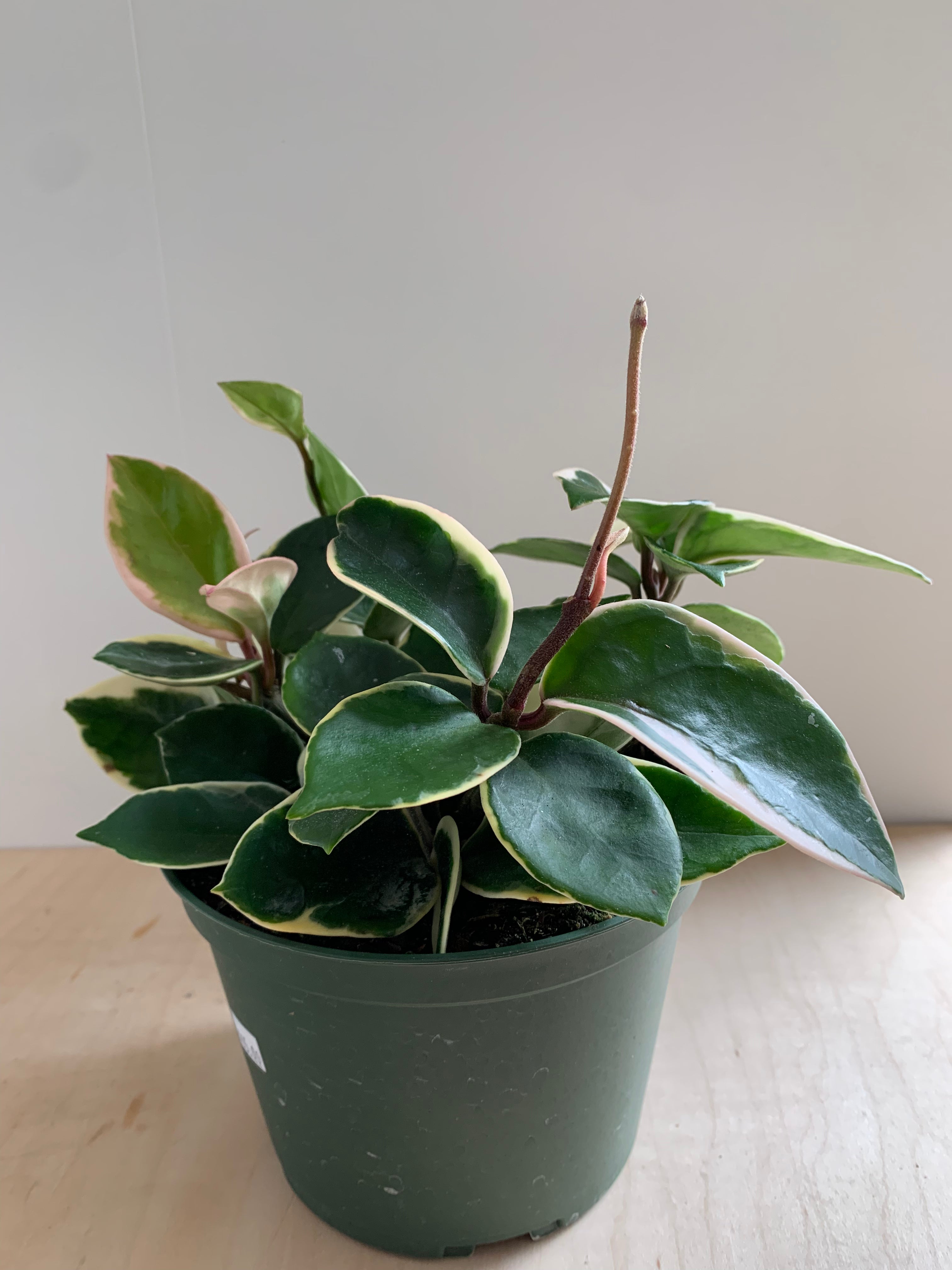 Hoya 'Krimson Queen'