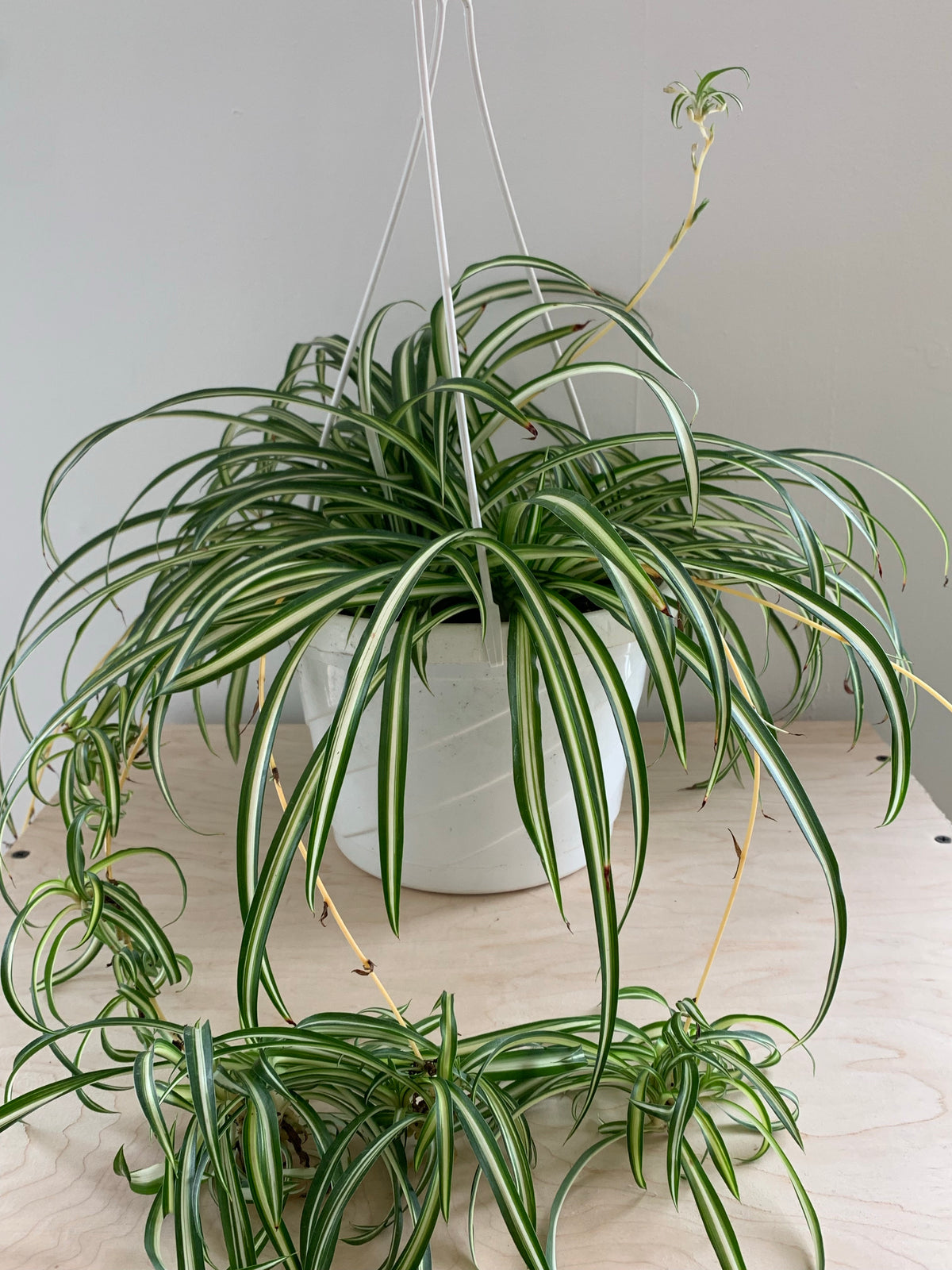 Plante araignée
