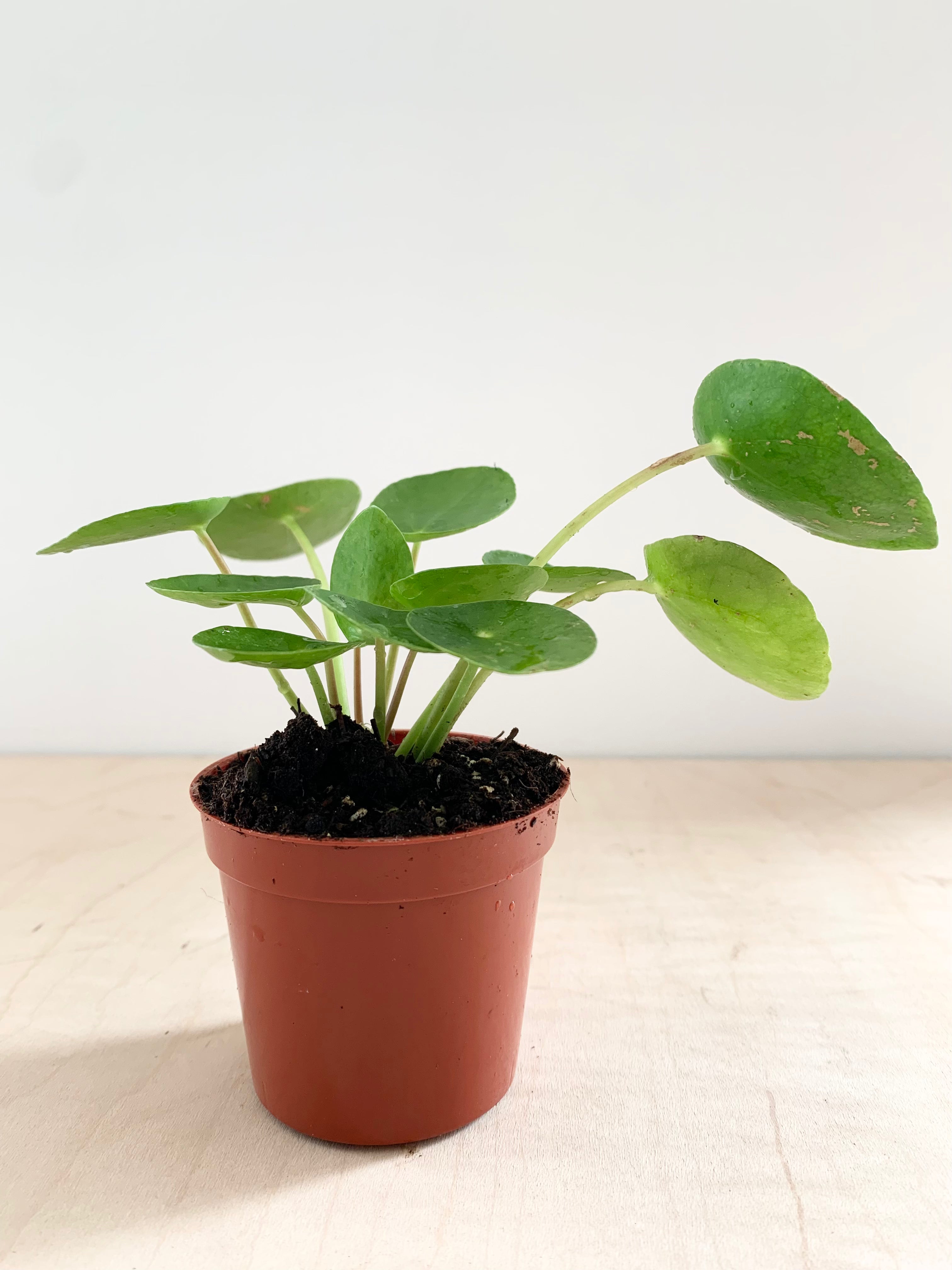 Pilea peperomioides