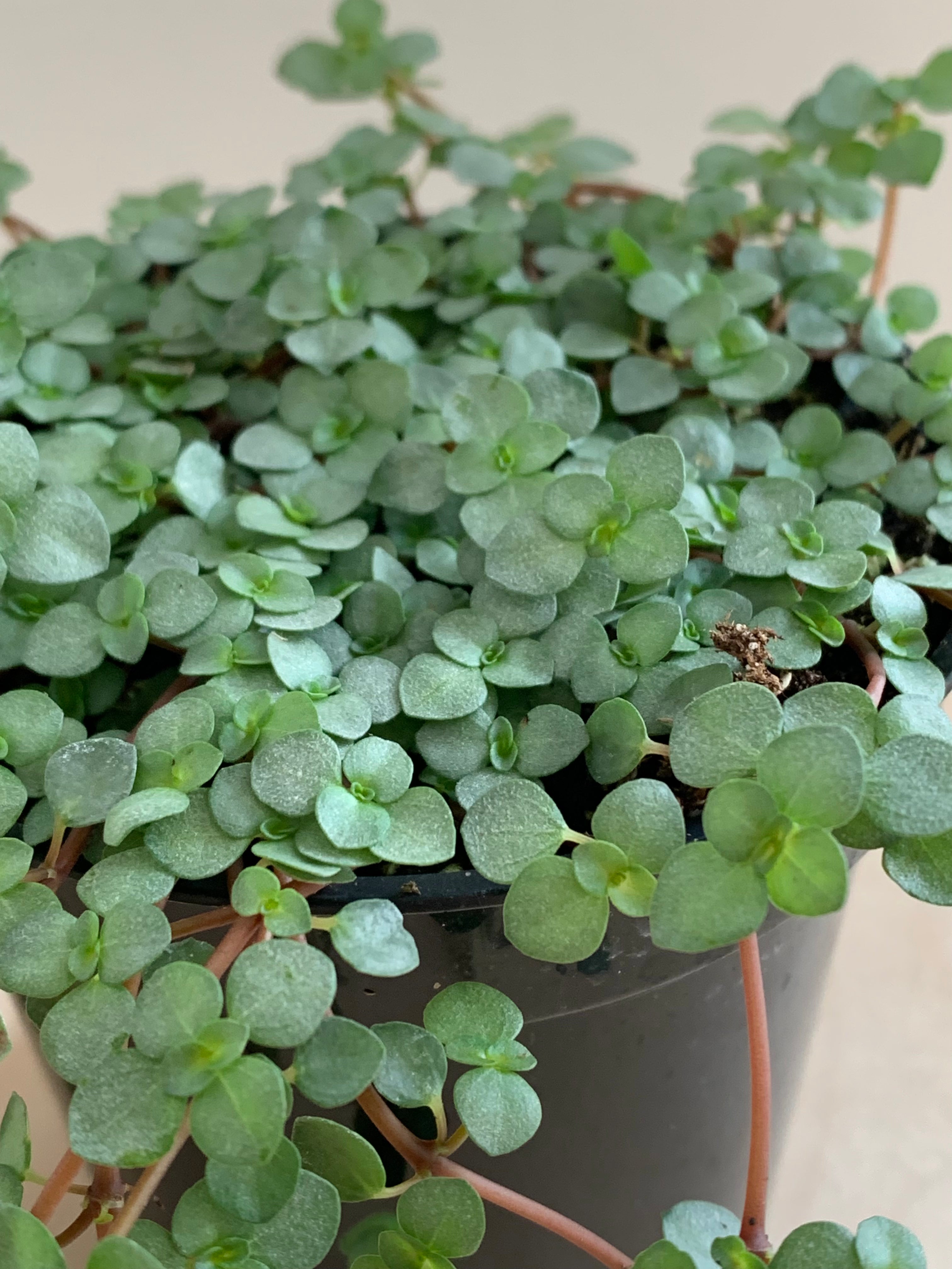 Pilea 'Glauca'