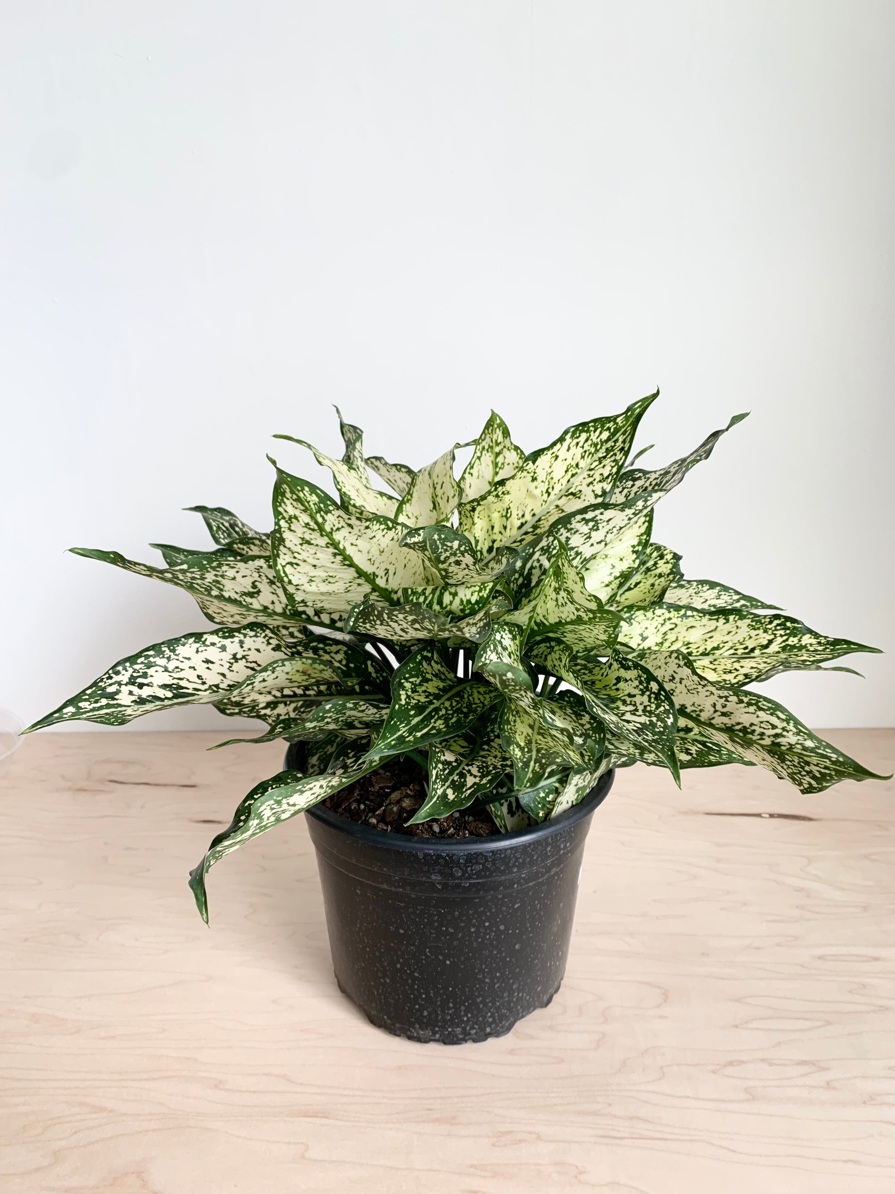 Aglaonema 'Spring Snow'