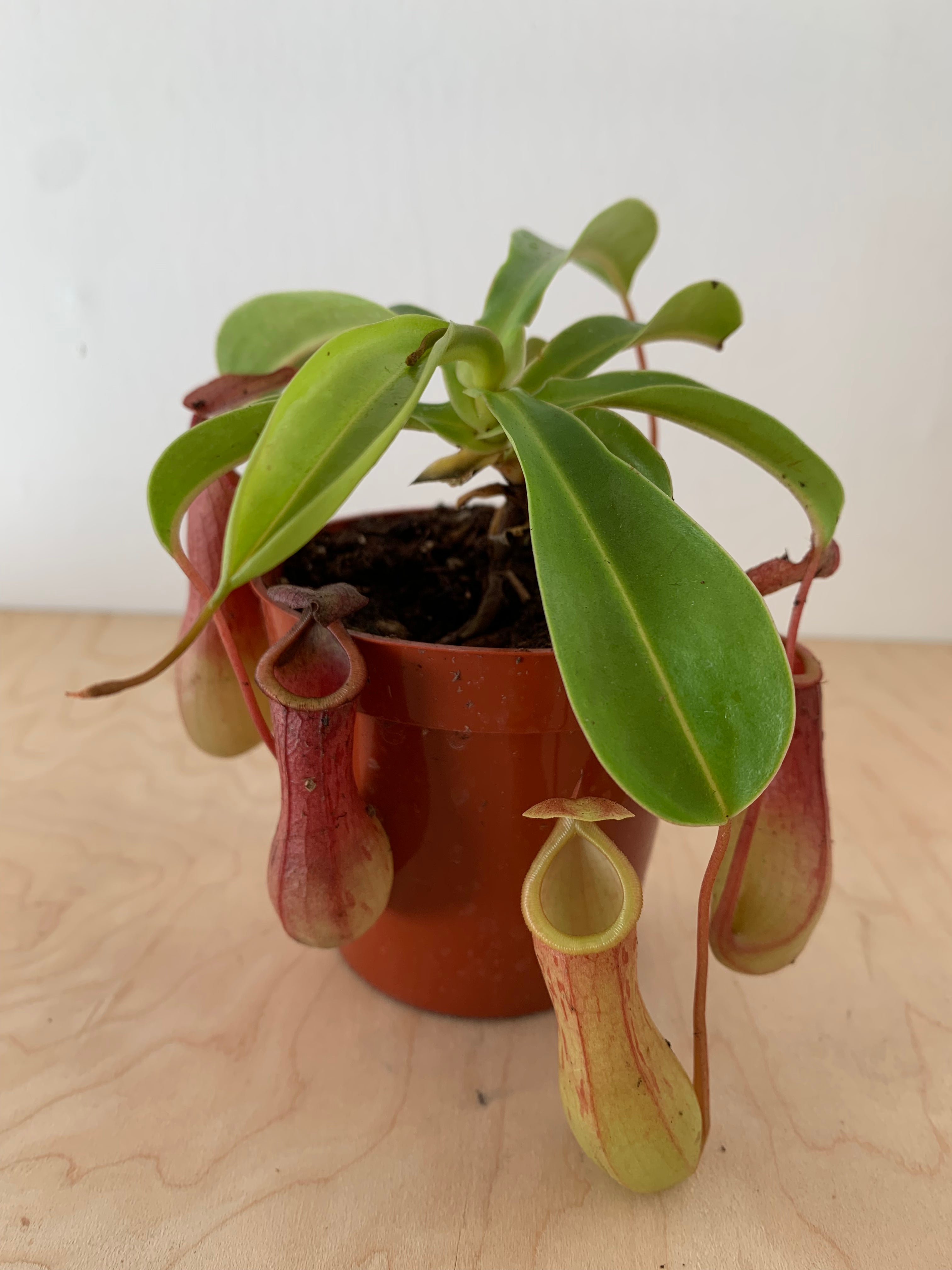 Napenthes, plante carnivore asiatique