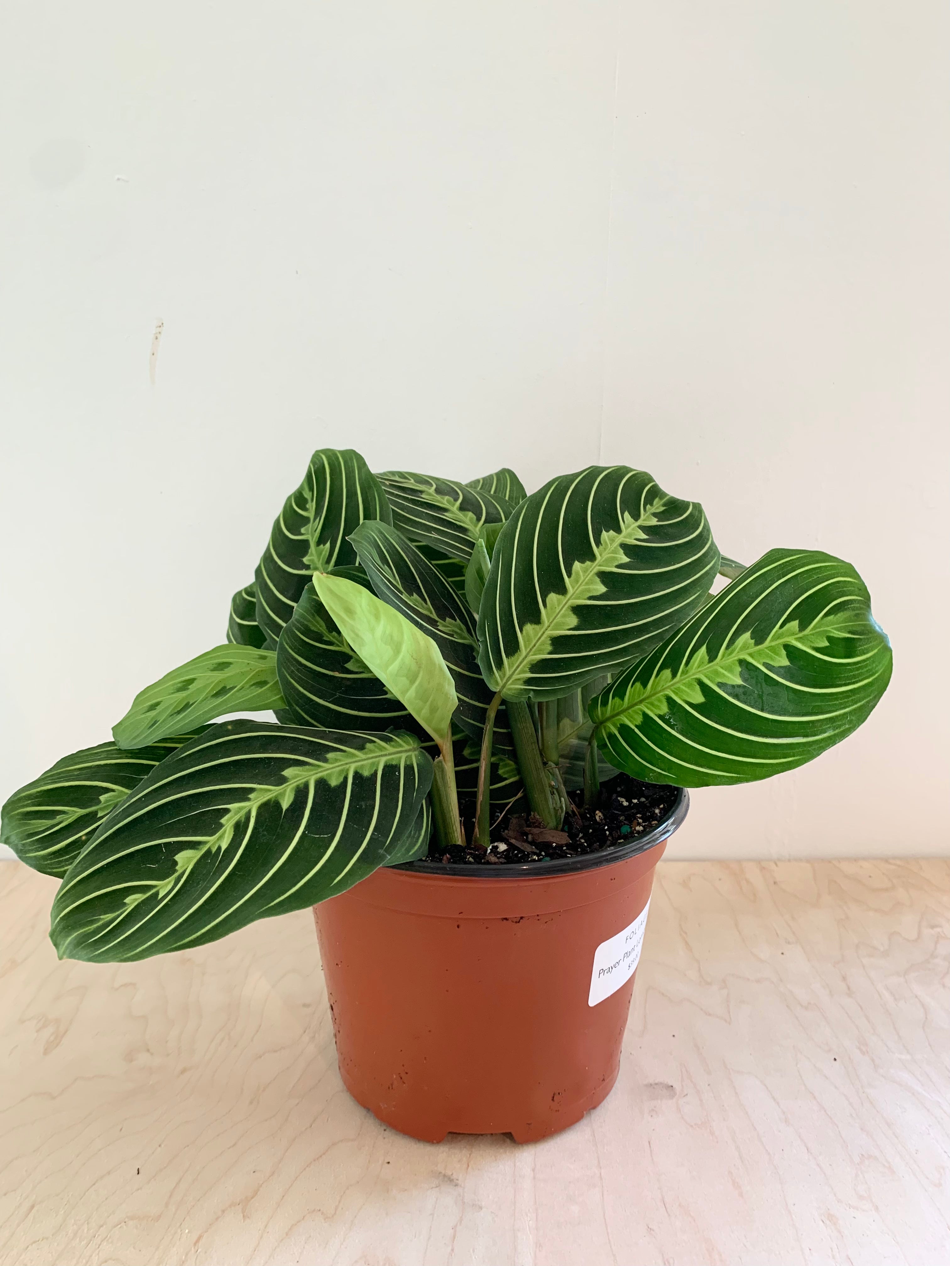 Maranta 'lima limón'