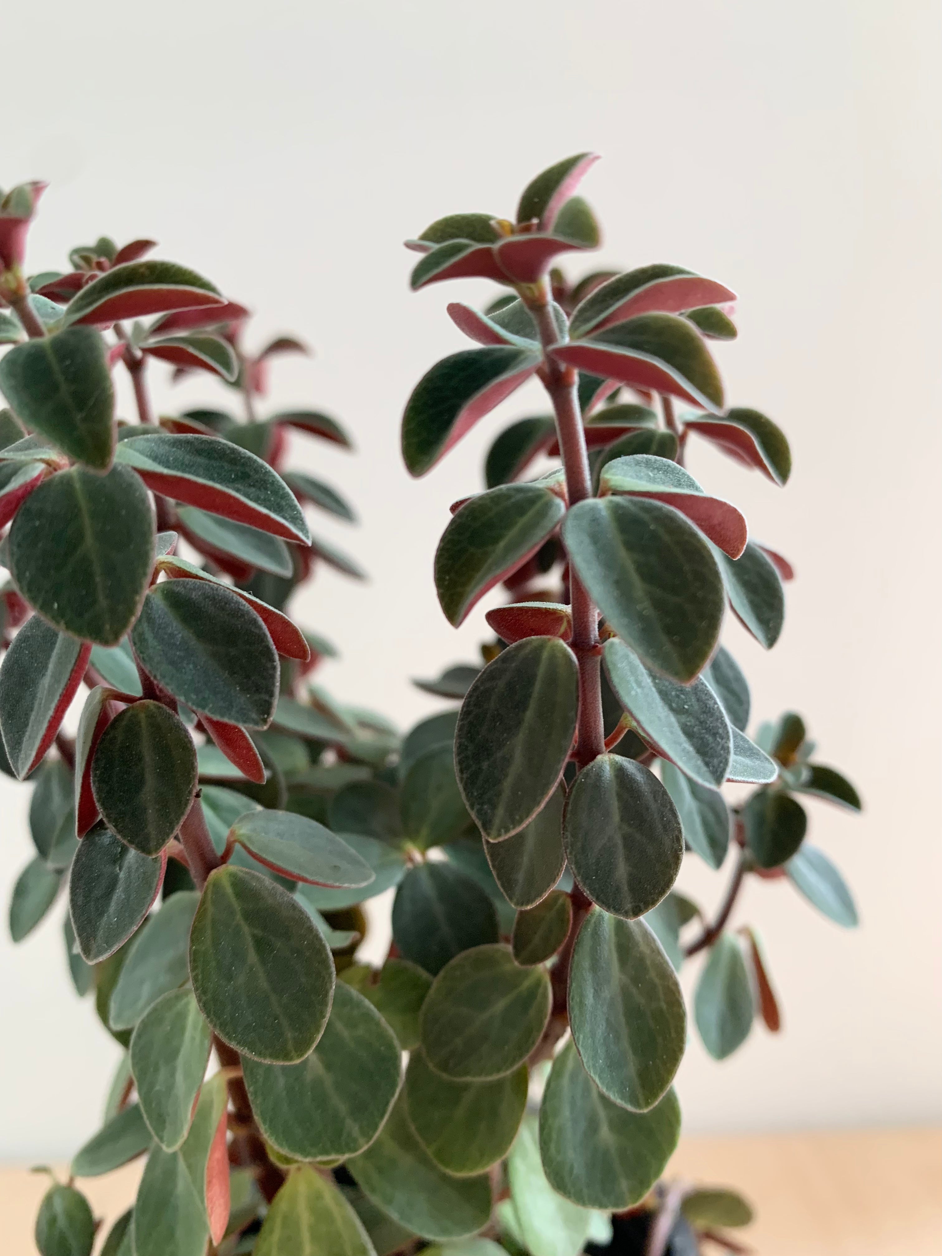 Peperomia 'Verticillata'