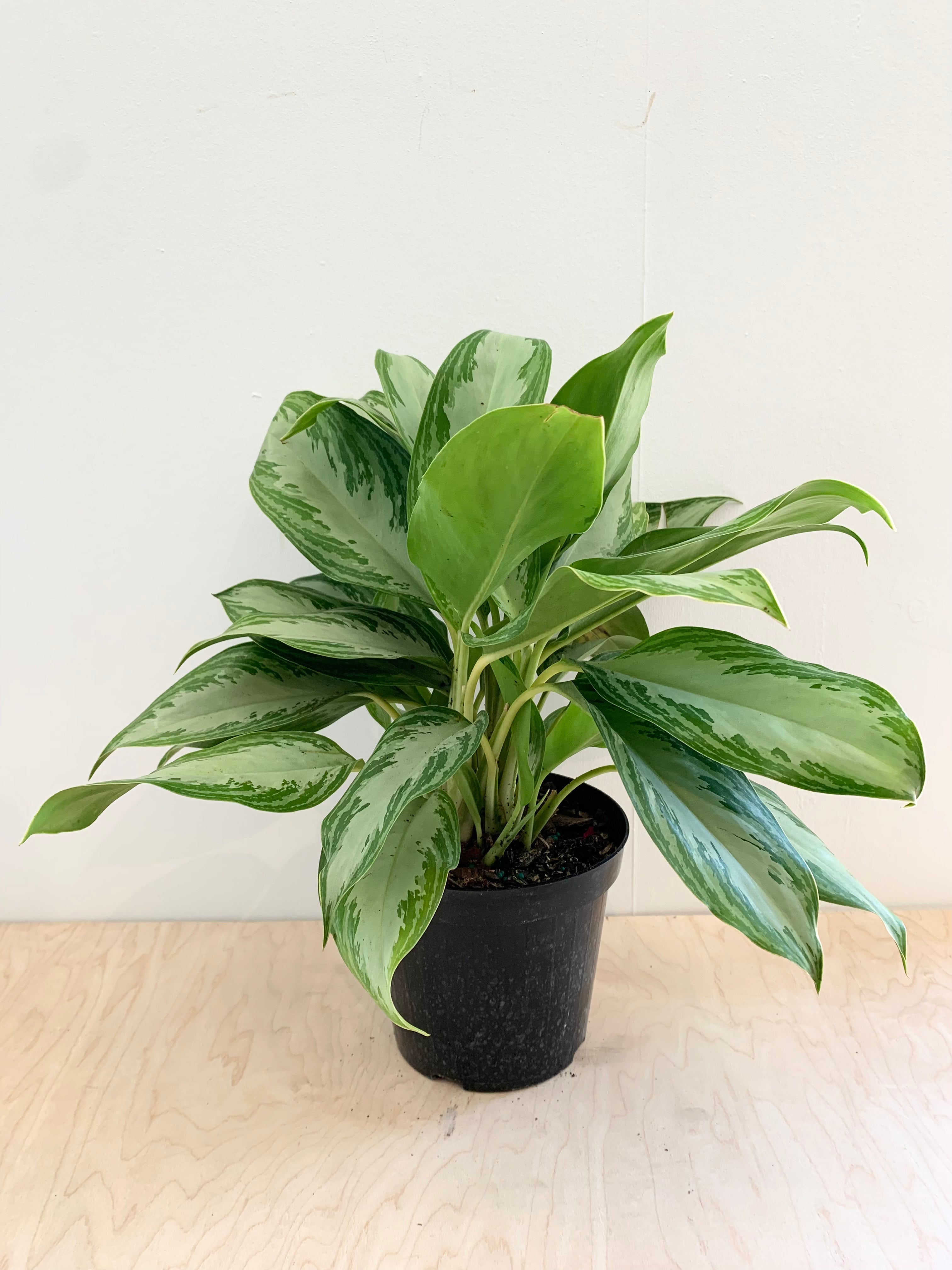 Aglaonema 'Silver Bay'