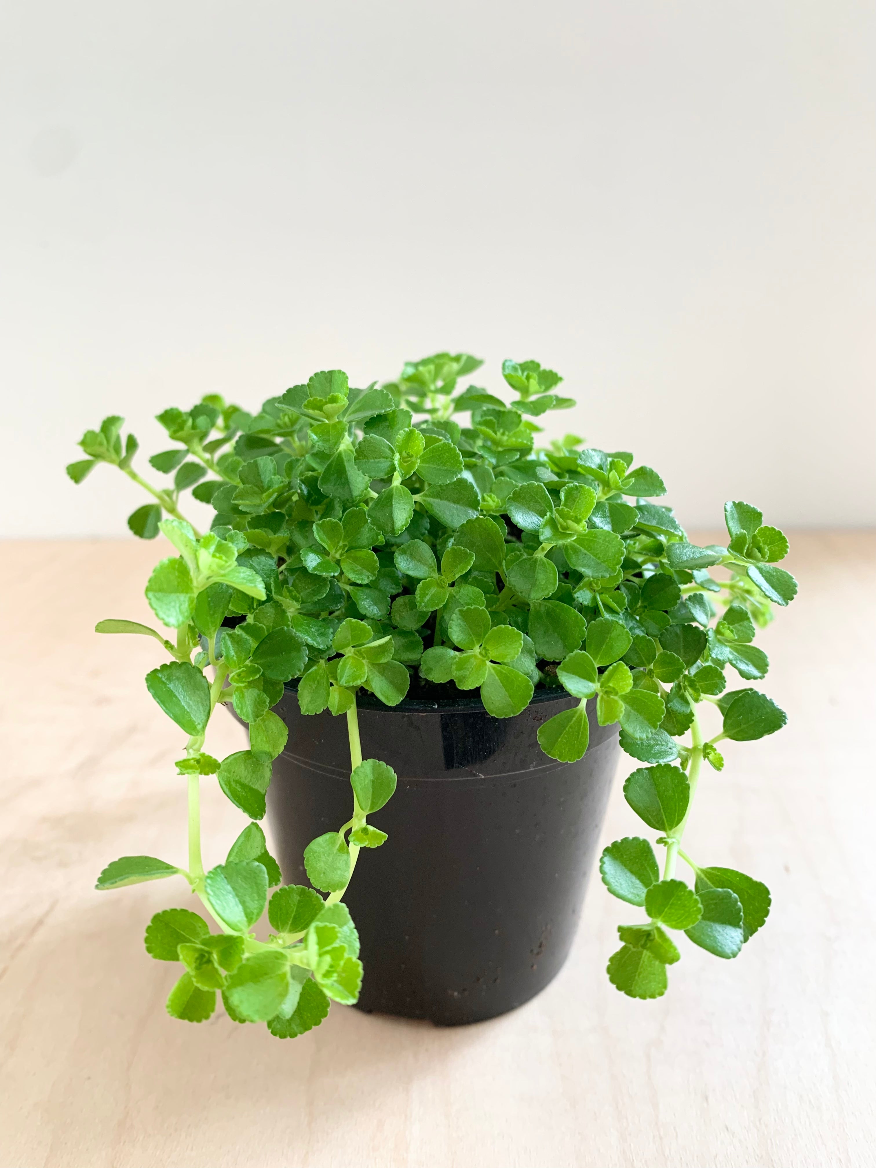 Pilea 'Depressa'