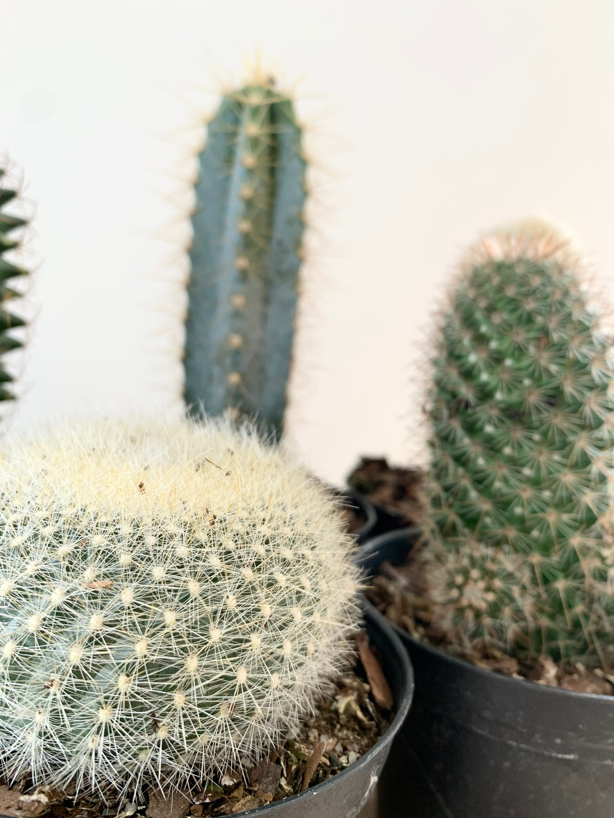 Cactus, Assorted – Foliage