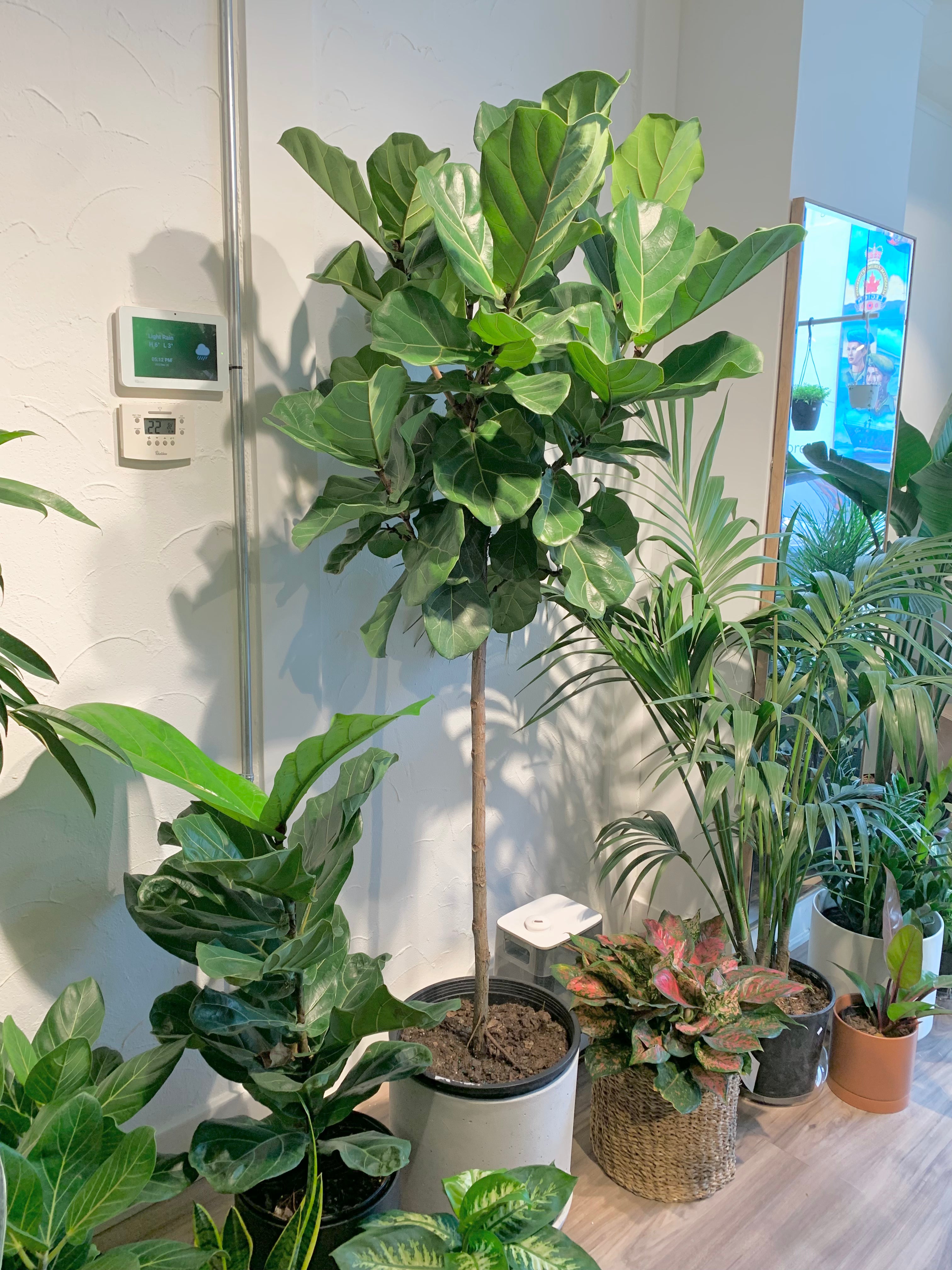 Ficus 'Lyrata Standard'
