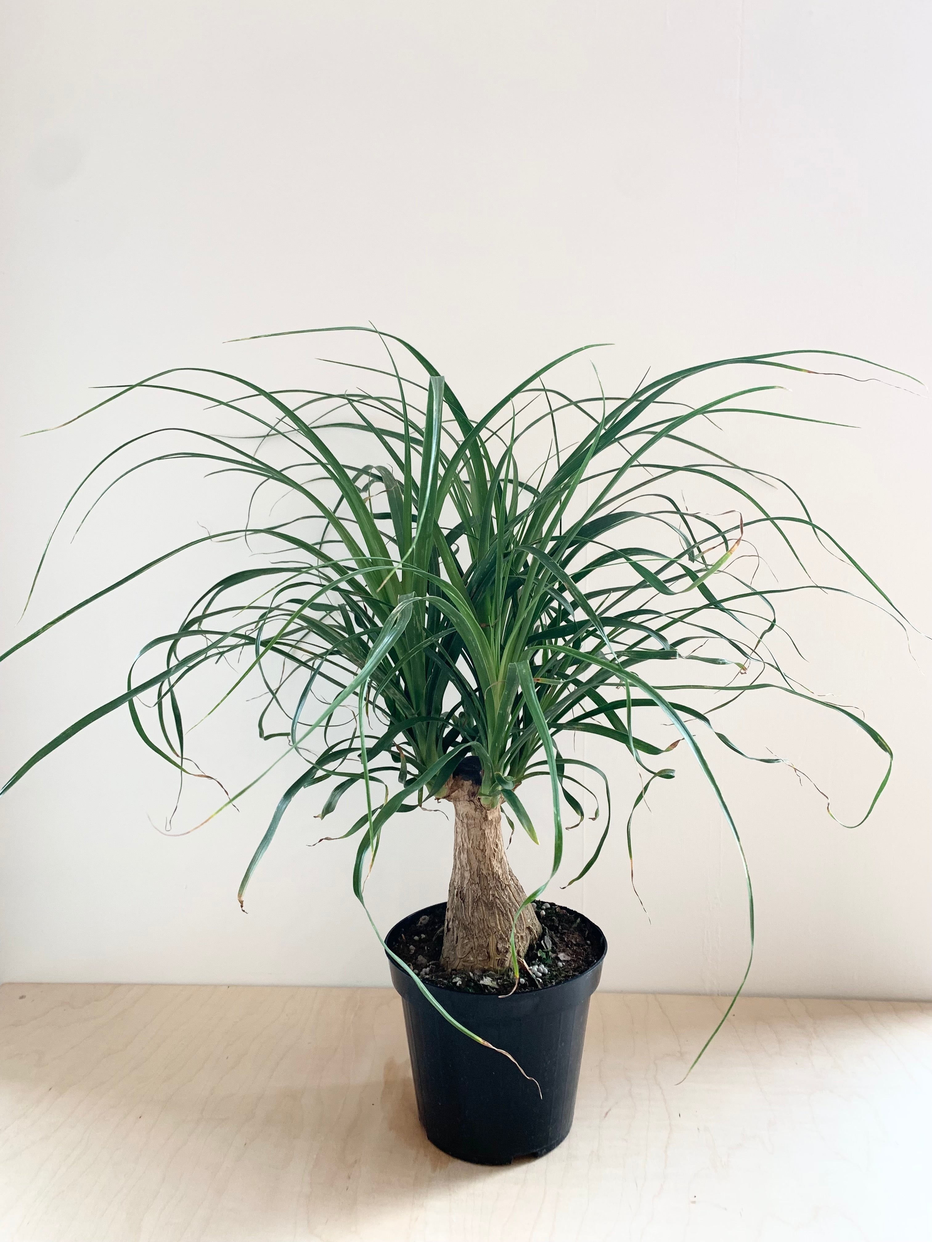 Ponytail Palm